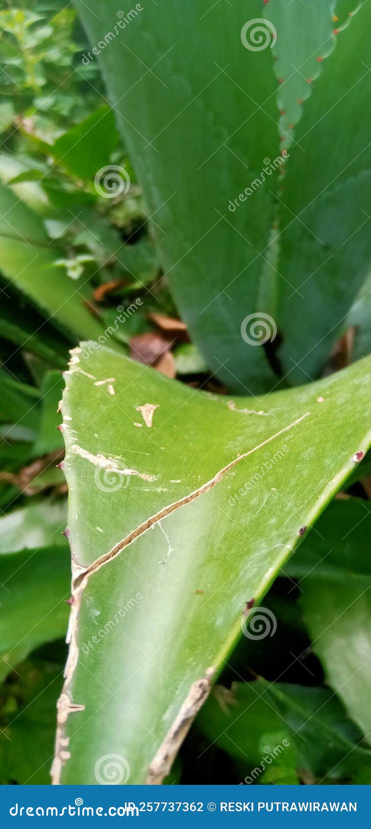 Green Ornamental Plants Growing in the Garden Stock Photo Image of leaf, garden 257737362