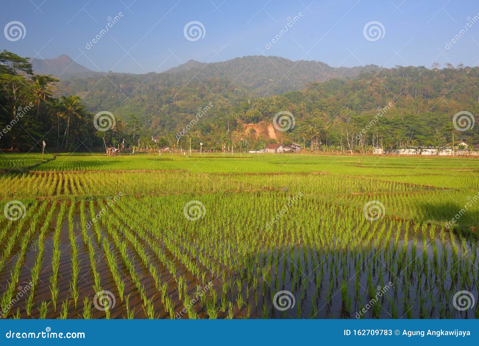 green paddy fields, portent of good harvest and plant management