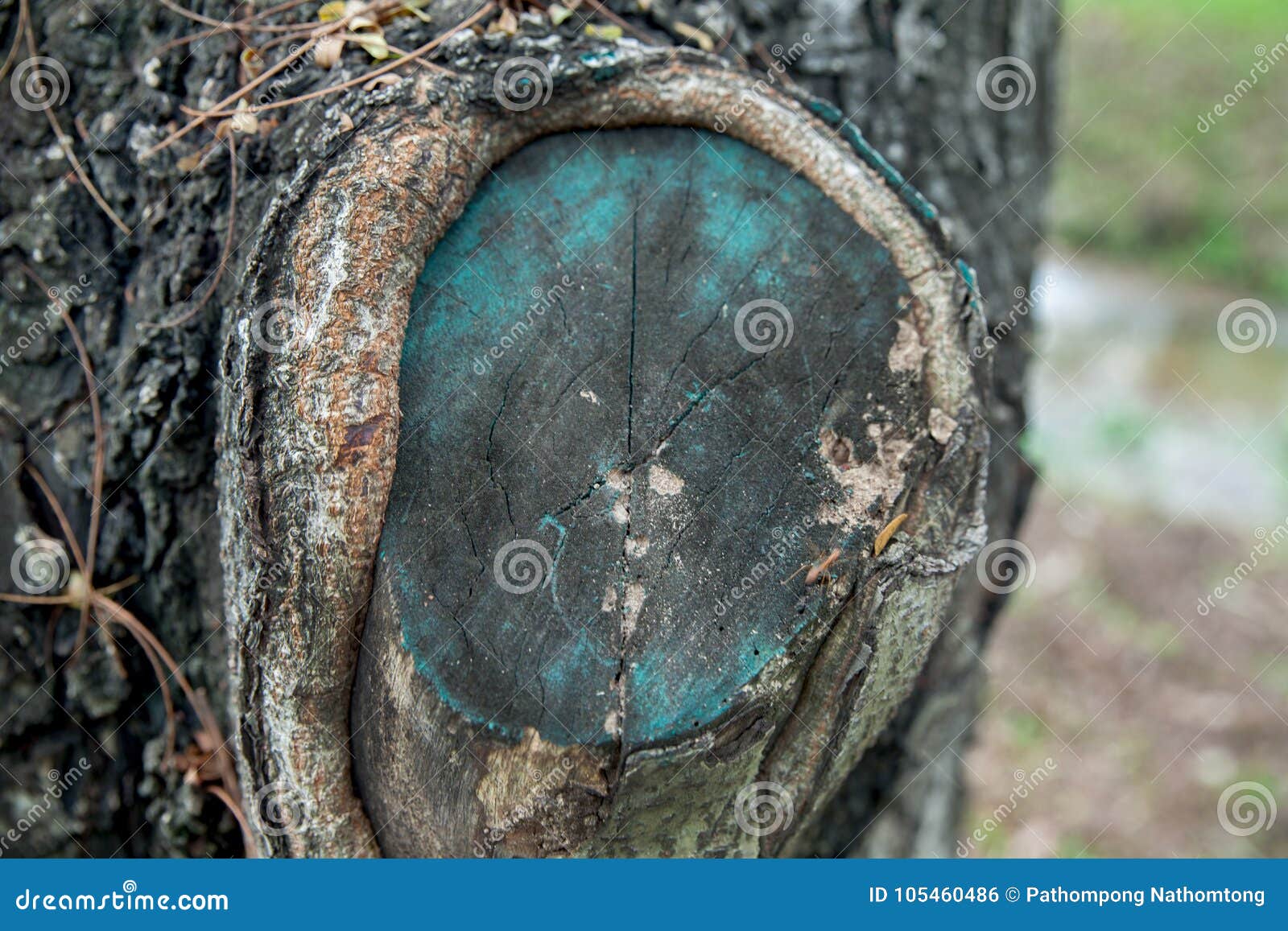 Green paint on tree stump stock photo. Image of green 105460486
