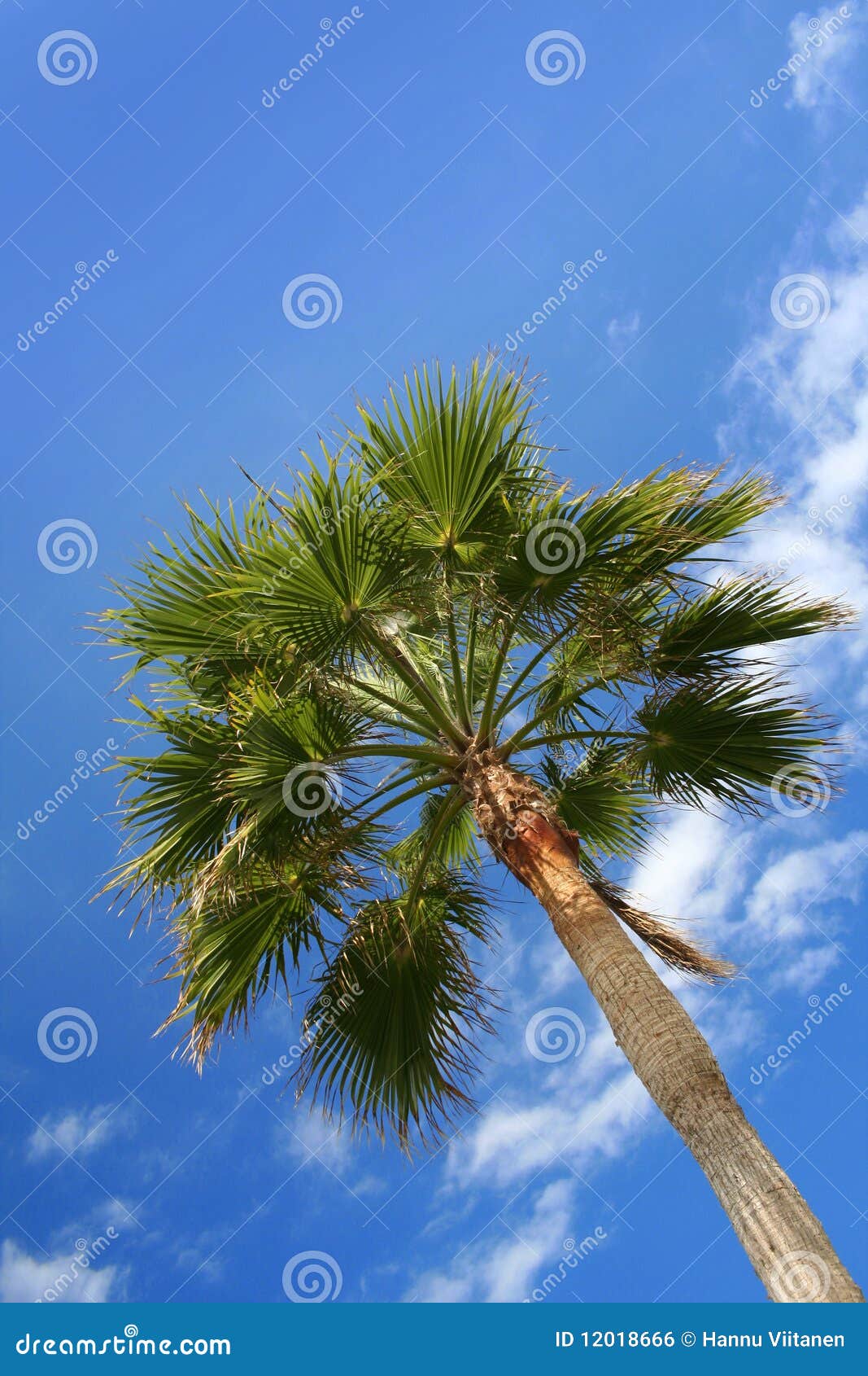 Green palm blue sky stock photo. Image of fronds, plant - 12018666