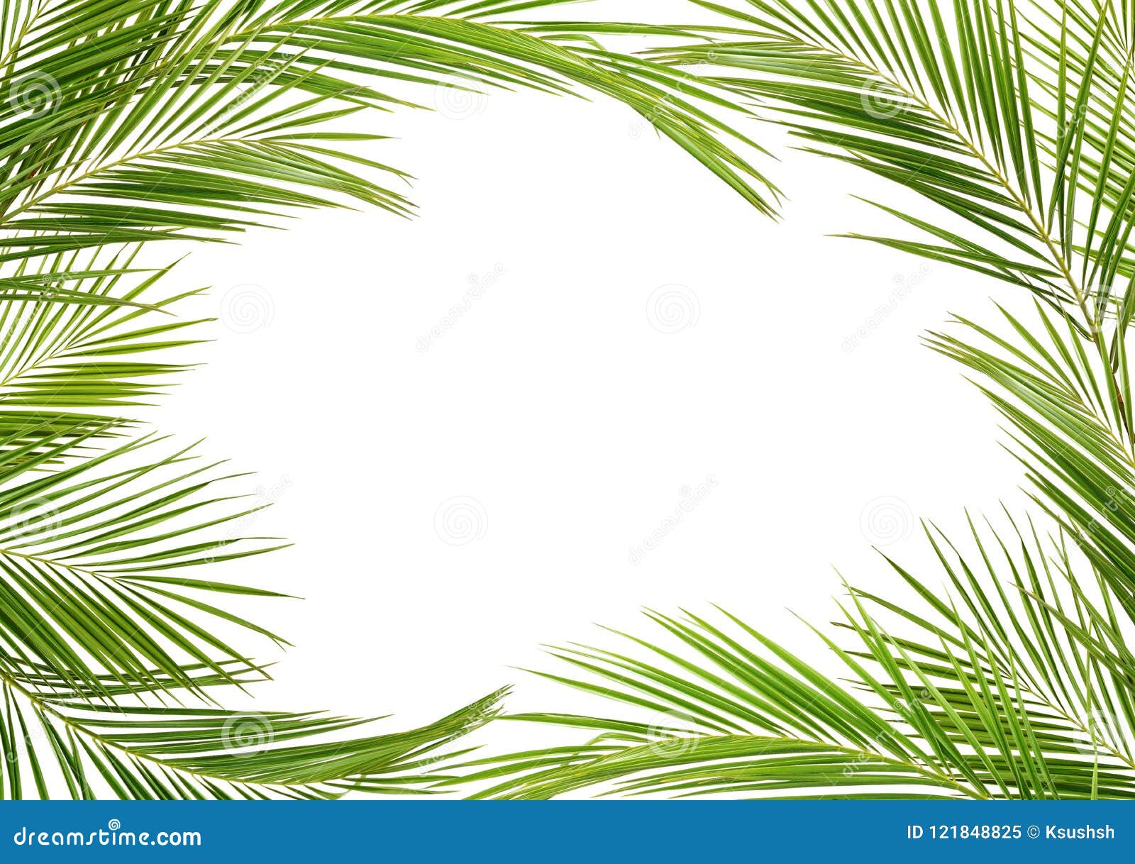 Top 33+ imagen palm branch background - thpthoangvanthu.edu.vn
