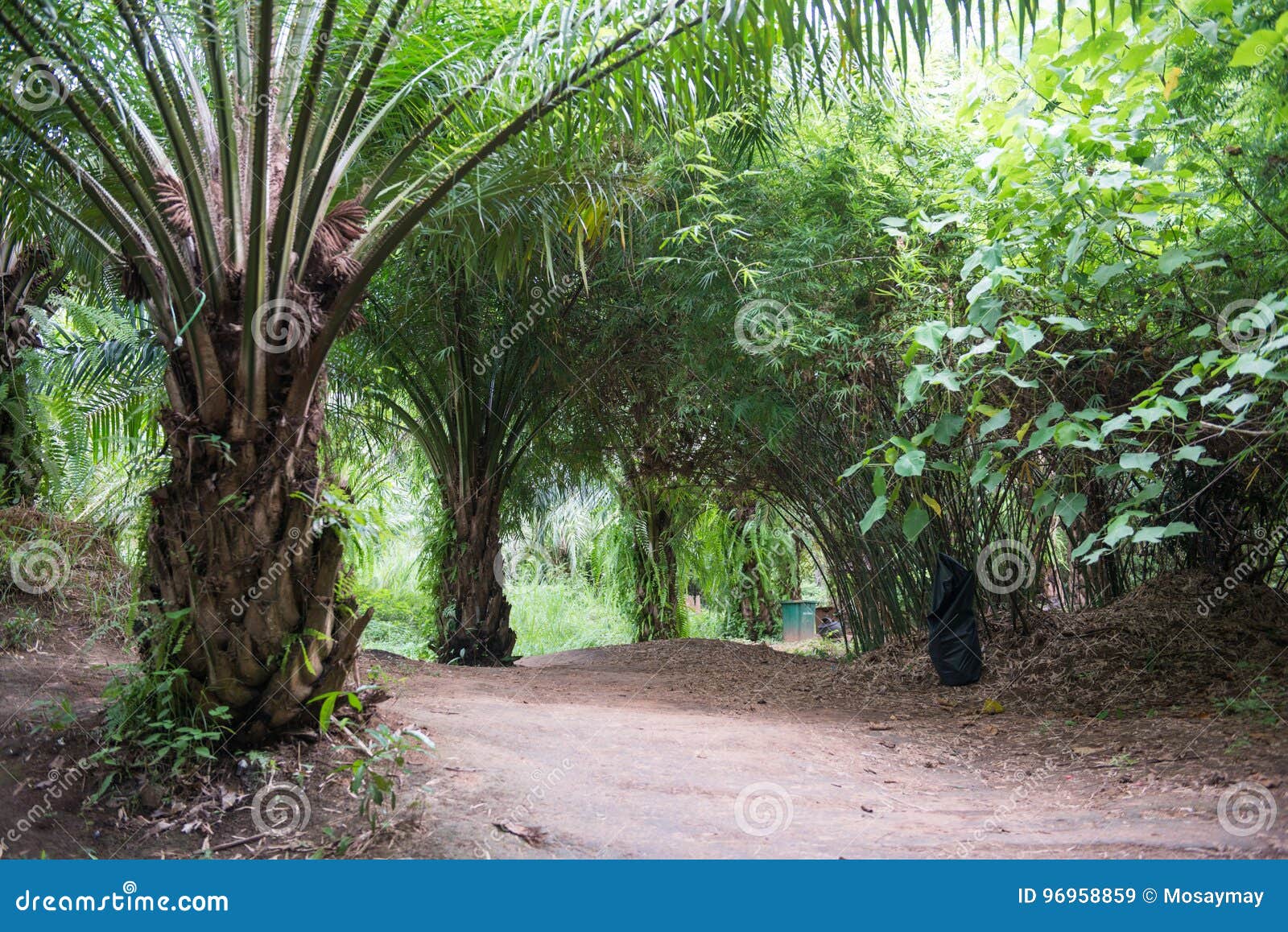 Green Palm Garden And Palm Oil Stock Image Image Of Garden