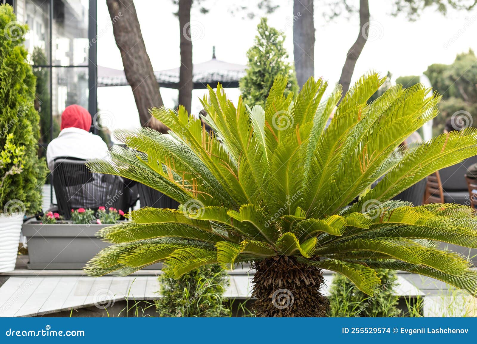 Green Palm Grows on the Street. Plants in the Cafe Stock Photo Image of building, foliage