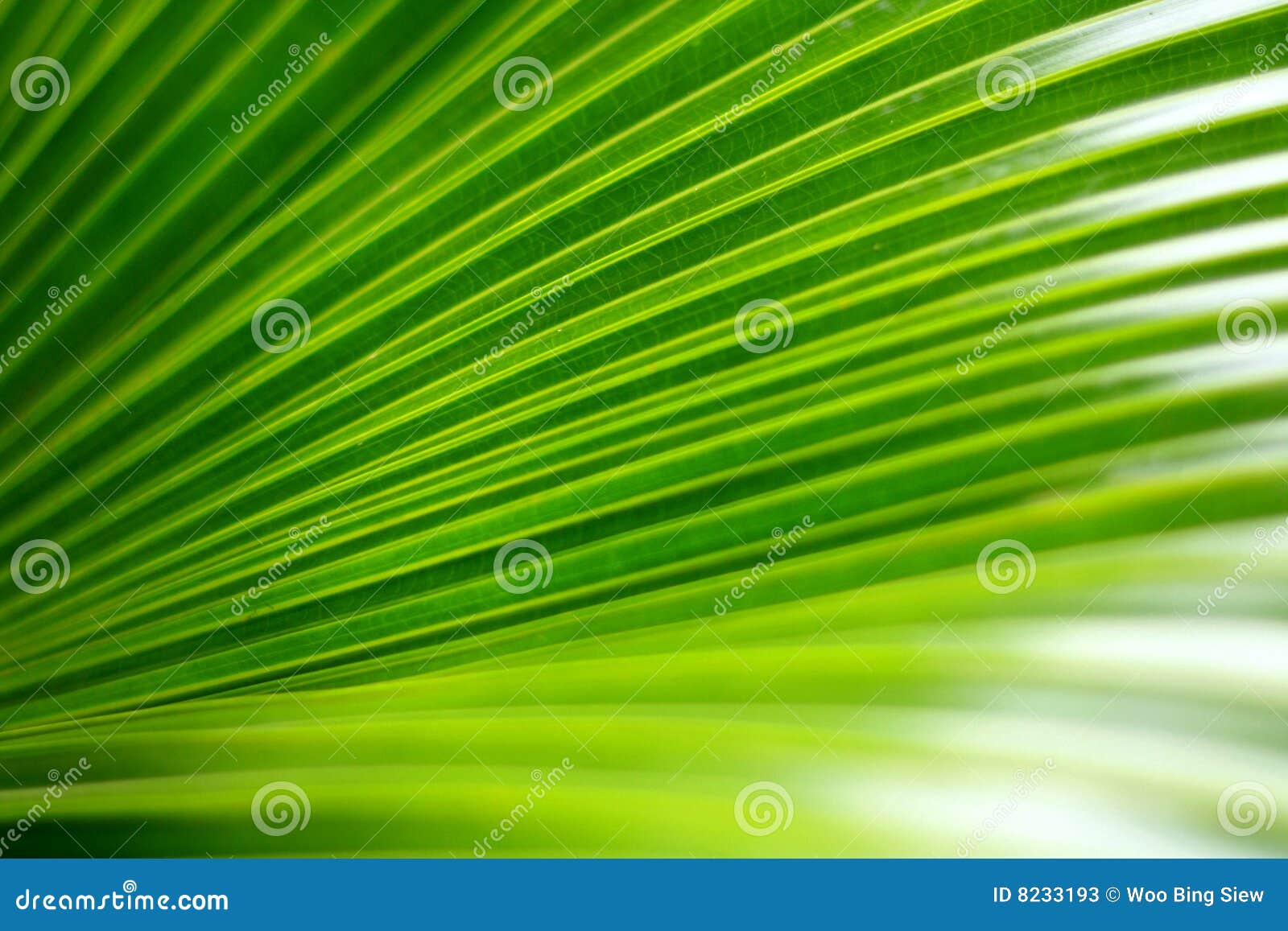 Green palm leaf stock image. Image of glare, texture, green 8233193