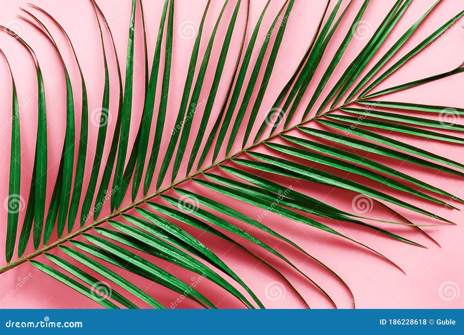 Green Palm Leaf on Pink Background Close Up Stock Photo Image of