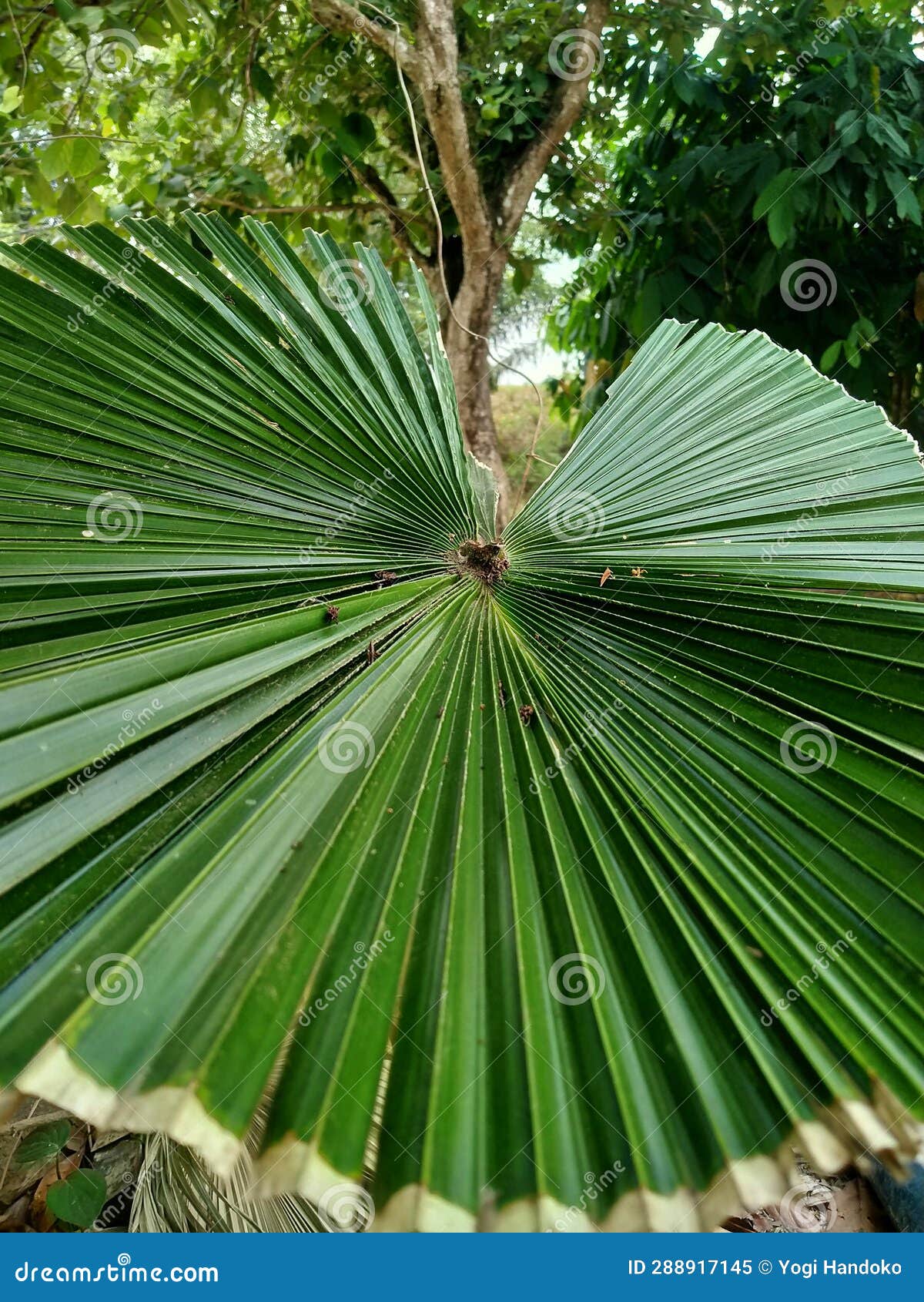 Green Palm Leaves Growing in the Garden Stock Image Image of palm