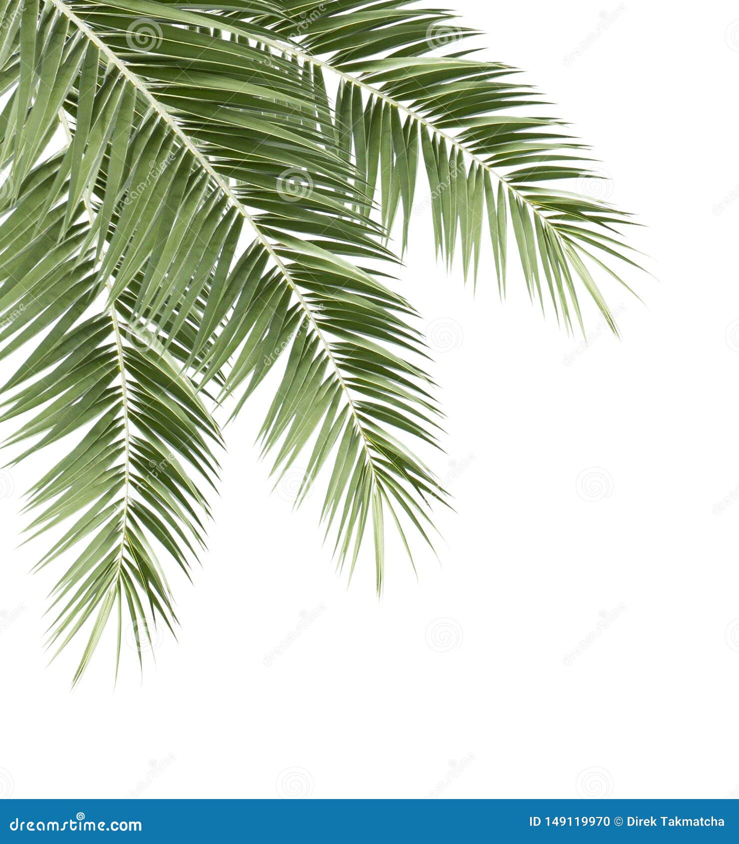Green Palm Leaves Isolated Stock Photo Image Of Tree 149119970