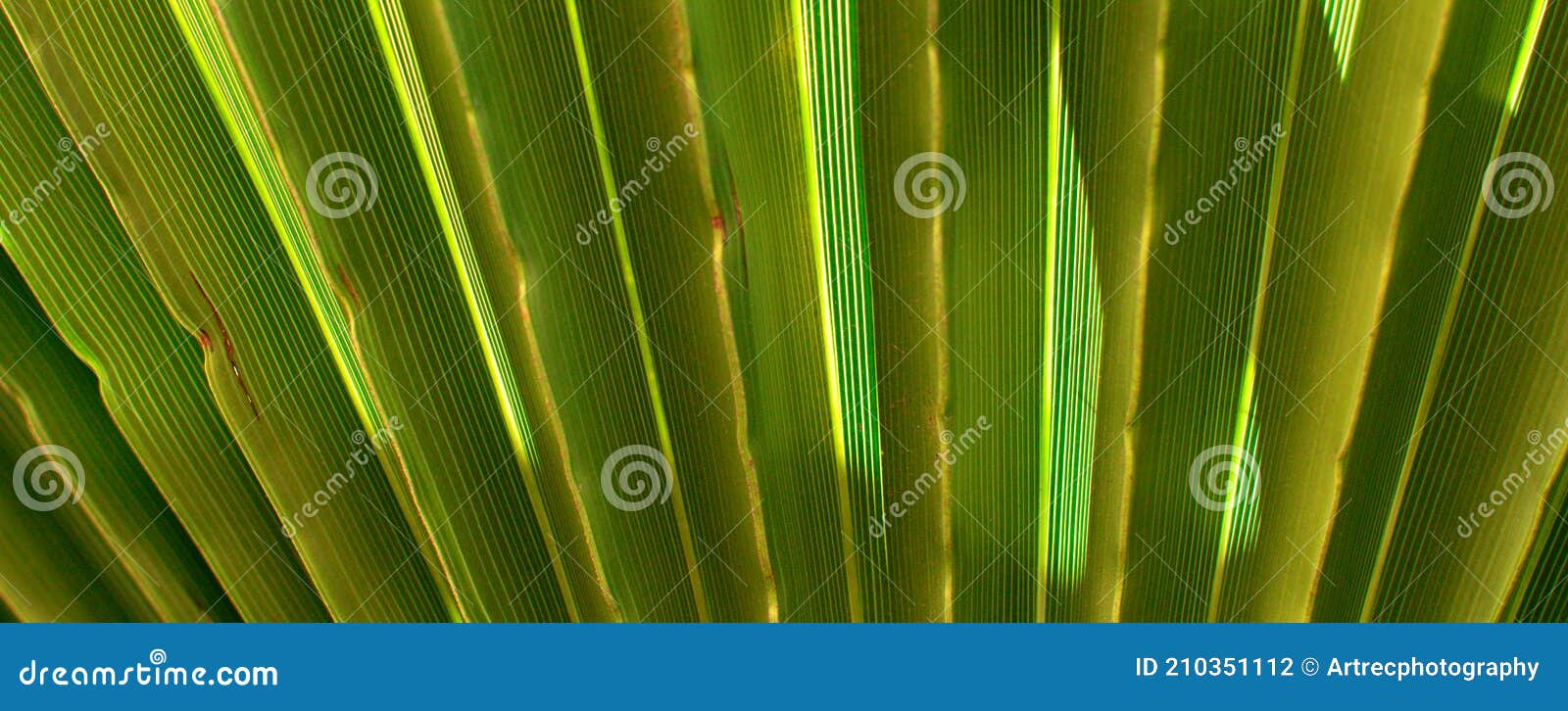 green palm tree close up background - gofre leaf wallpaper