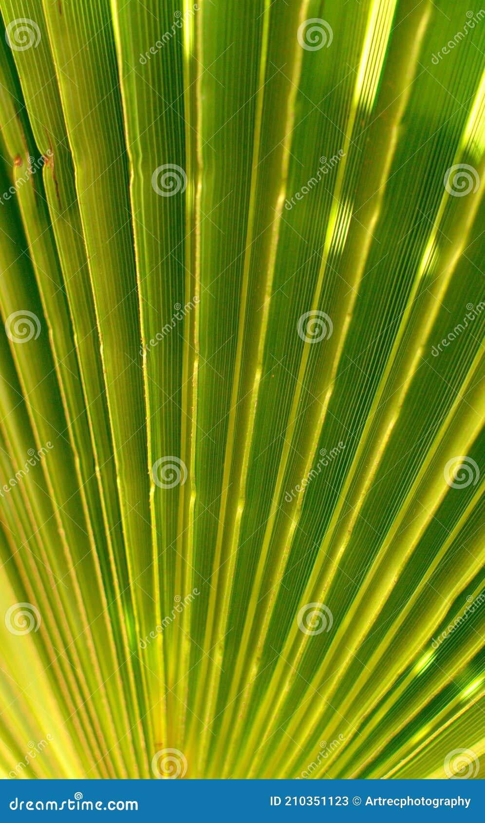 green palm tree close up background - gofre leaf wallpaper