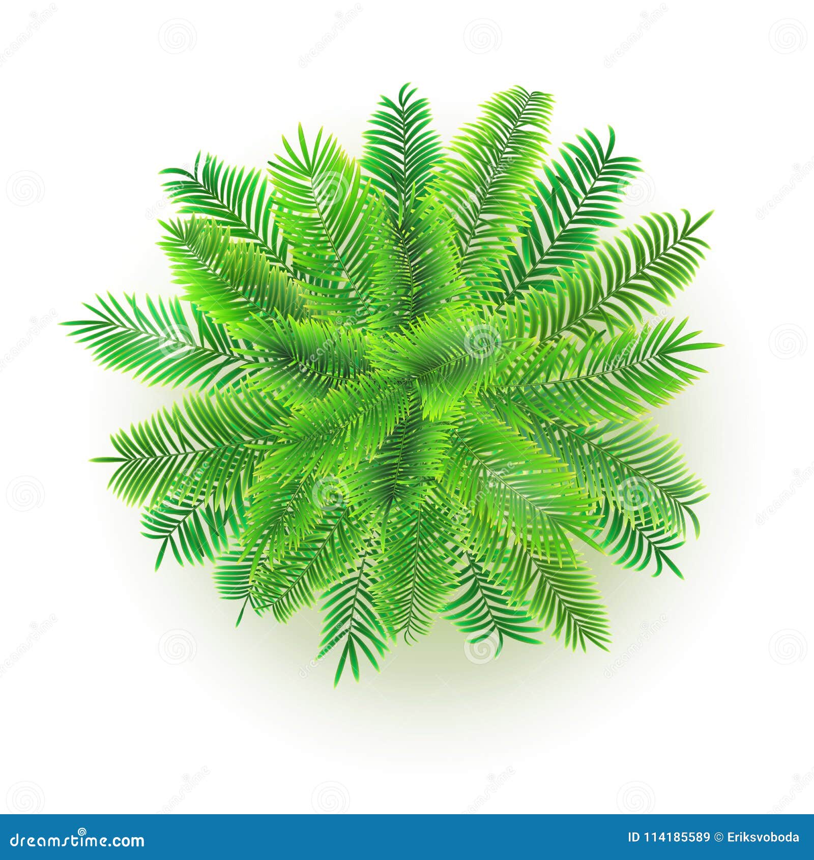 Green Palm Tree, Vector 3D Illustration Isolated On White Background