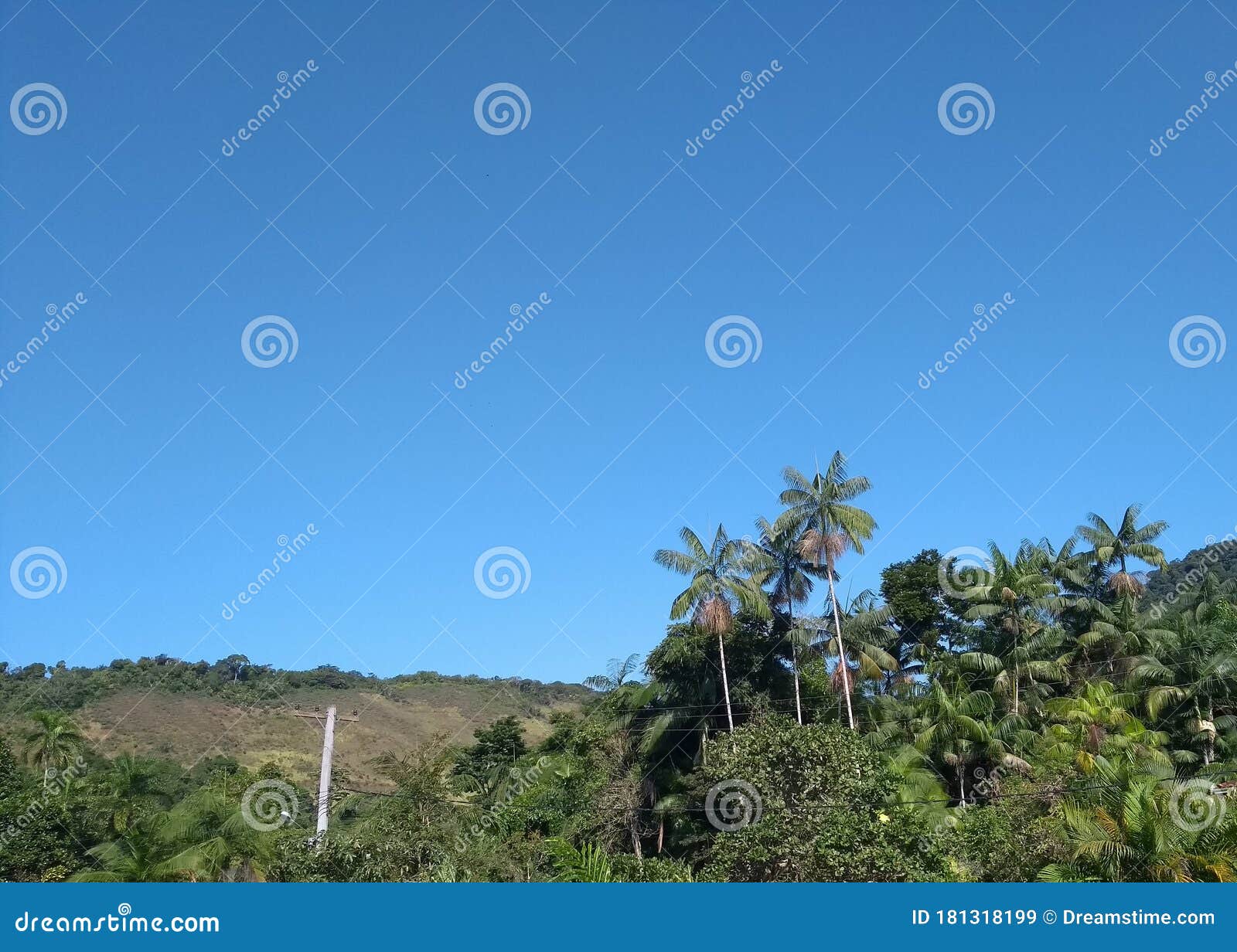 green palm trees with blue sky background