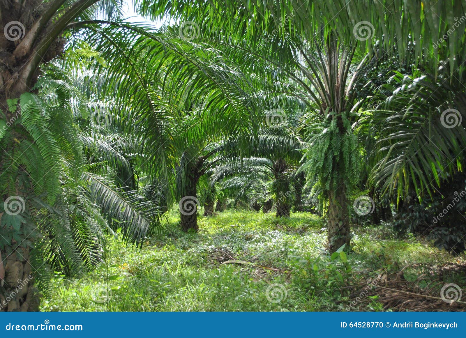 Green Palms stock photo. Image of palms, thailand, plantation 64528770