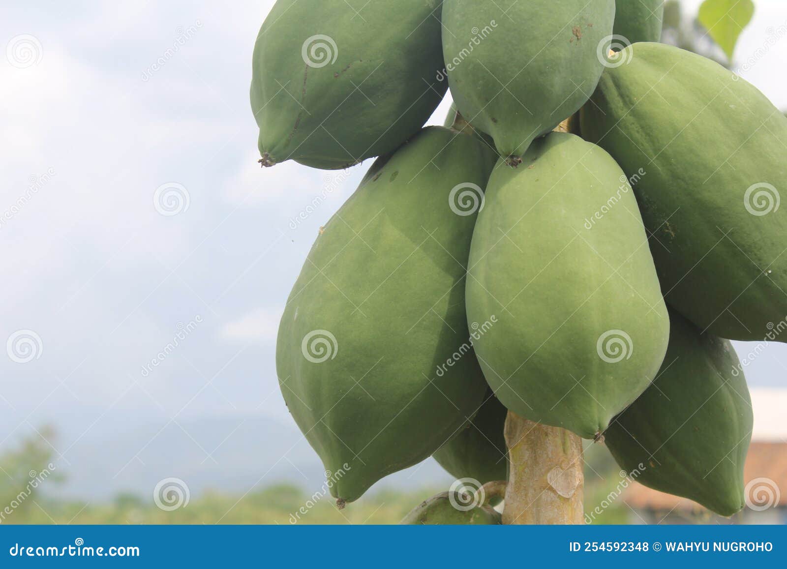 Green Papaya Grow Well in Summer Stock Photo Image of shrub, papaya