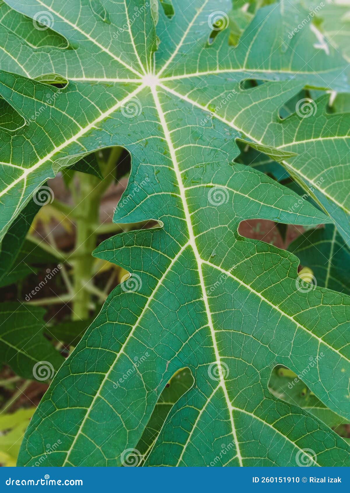Green papaya leaf image stock photo. Image of food, shrub 260151910