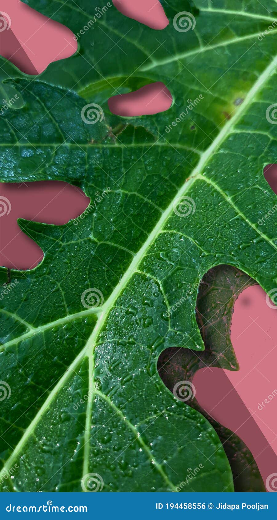 Green Papaya Leaf in Pink Color Background Stock Photo Image of
