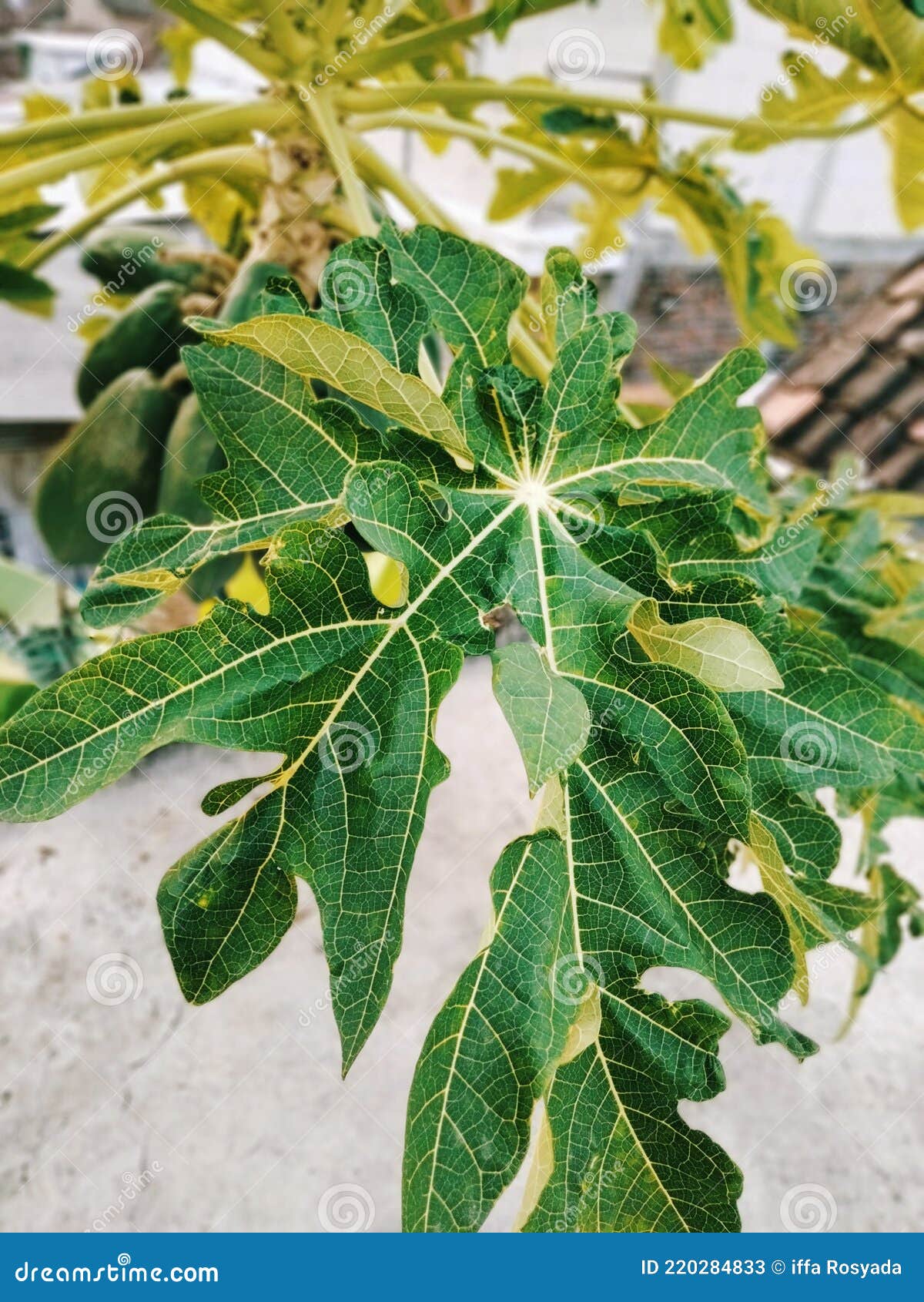 Green Papaya Leaves that are Still Attached To the Tree and There are
