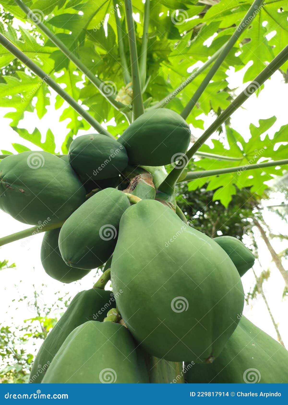 green papaya is not ready to be harvested