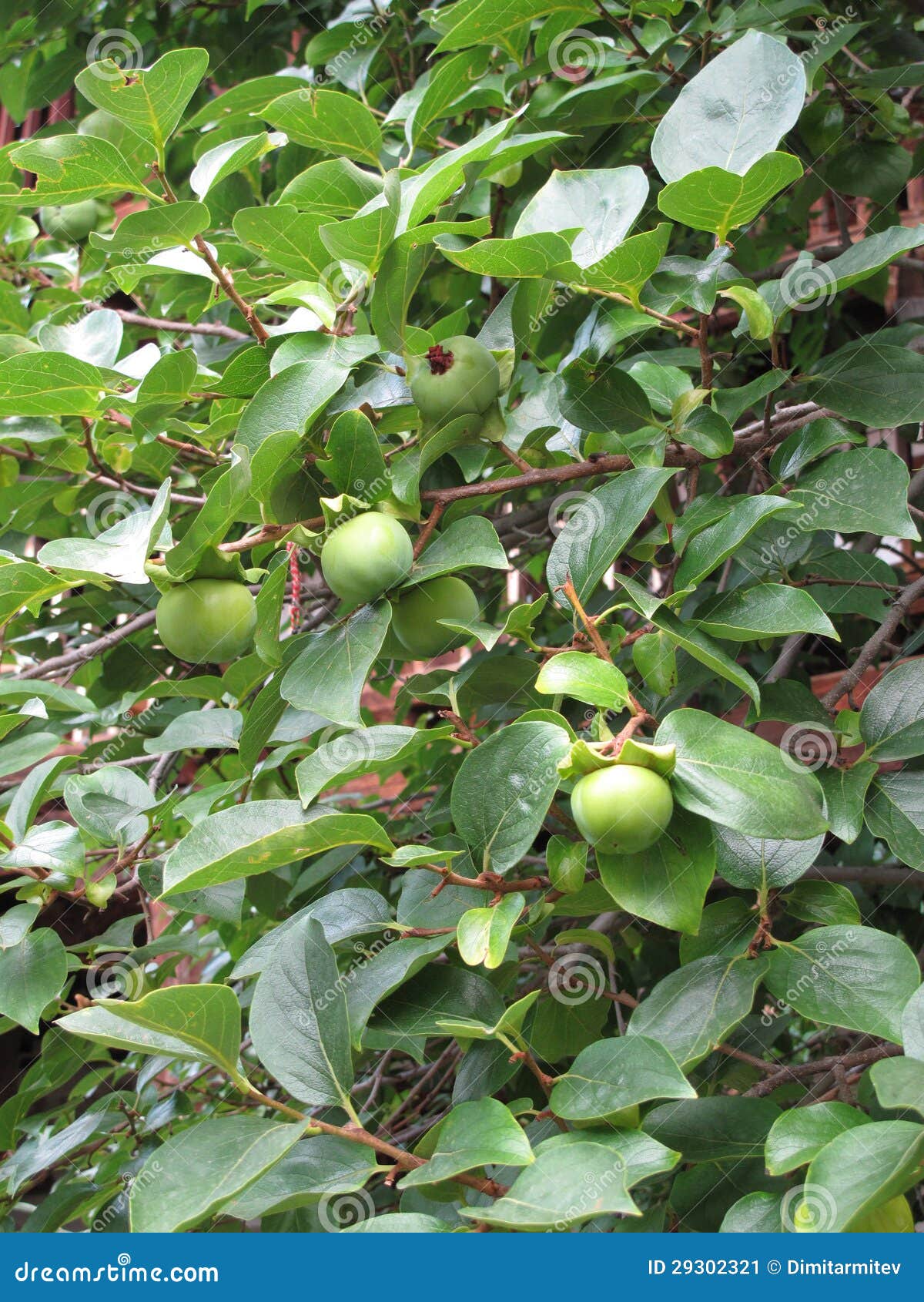 Green paradise apple tree stock image. Image of outdoor 29302321