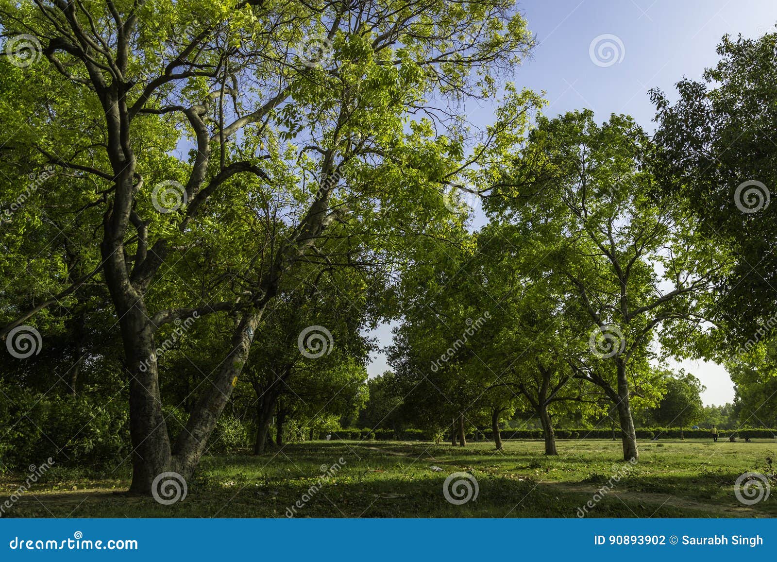 Green Park stock photo. Image of scene, countryside, natural - 90893902