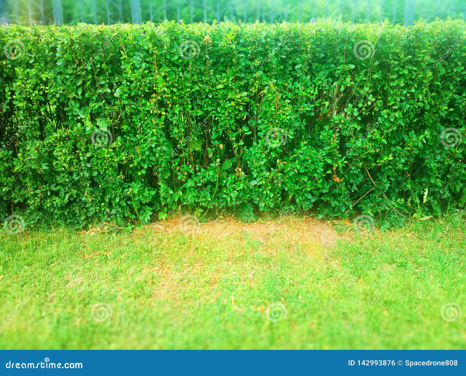 Green Park Lawn with Cutted Bushes Background Stock Photo - Image of  cutted, rich: 142993876