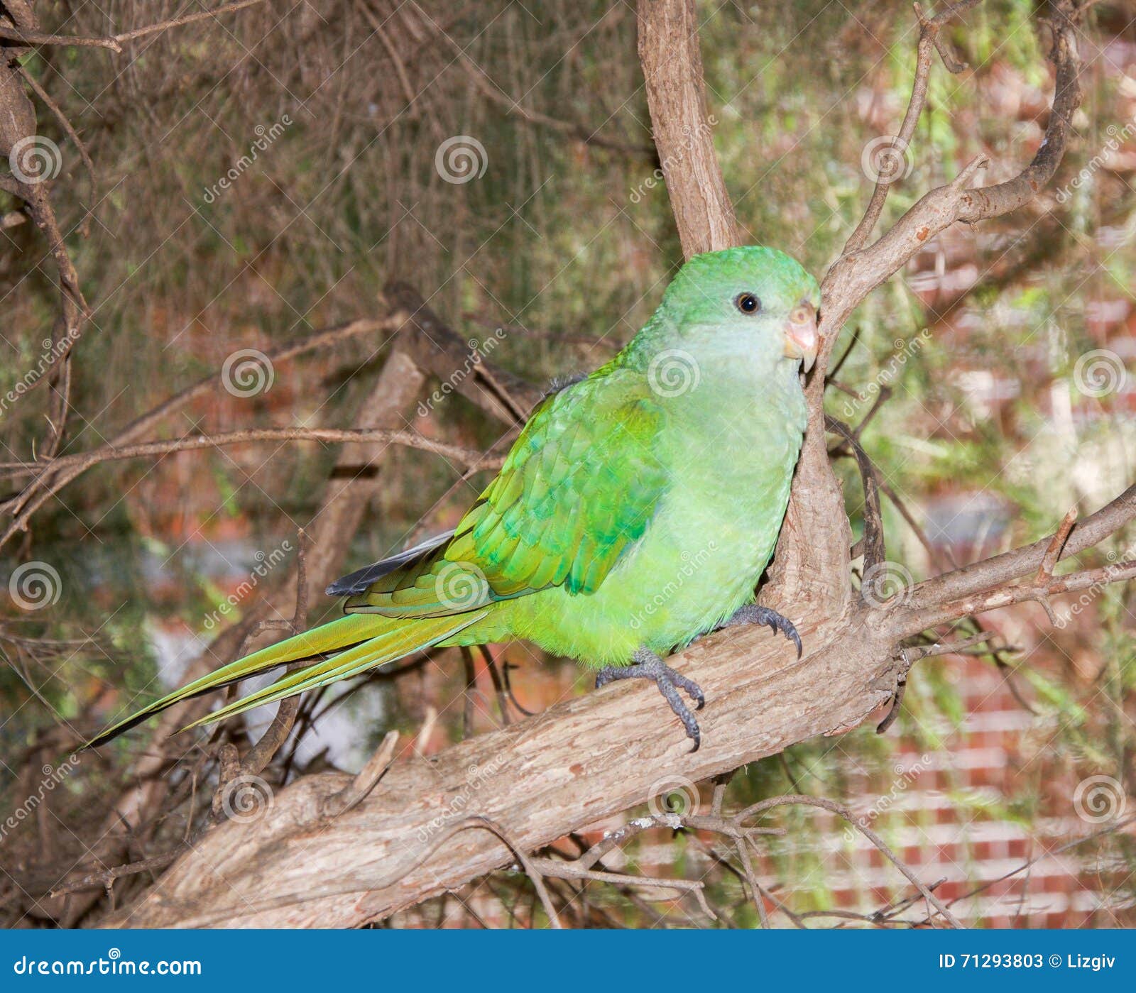 Green Parrot: Australian Fauna Stock Image - Image of vibrant ...