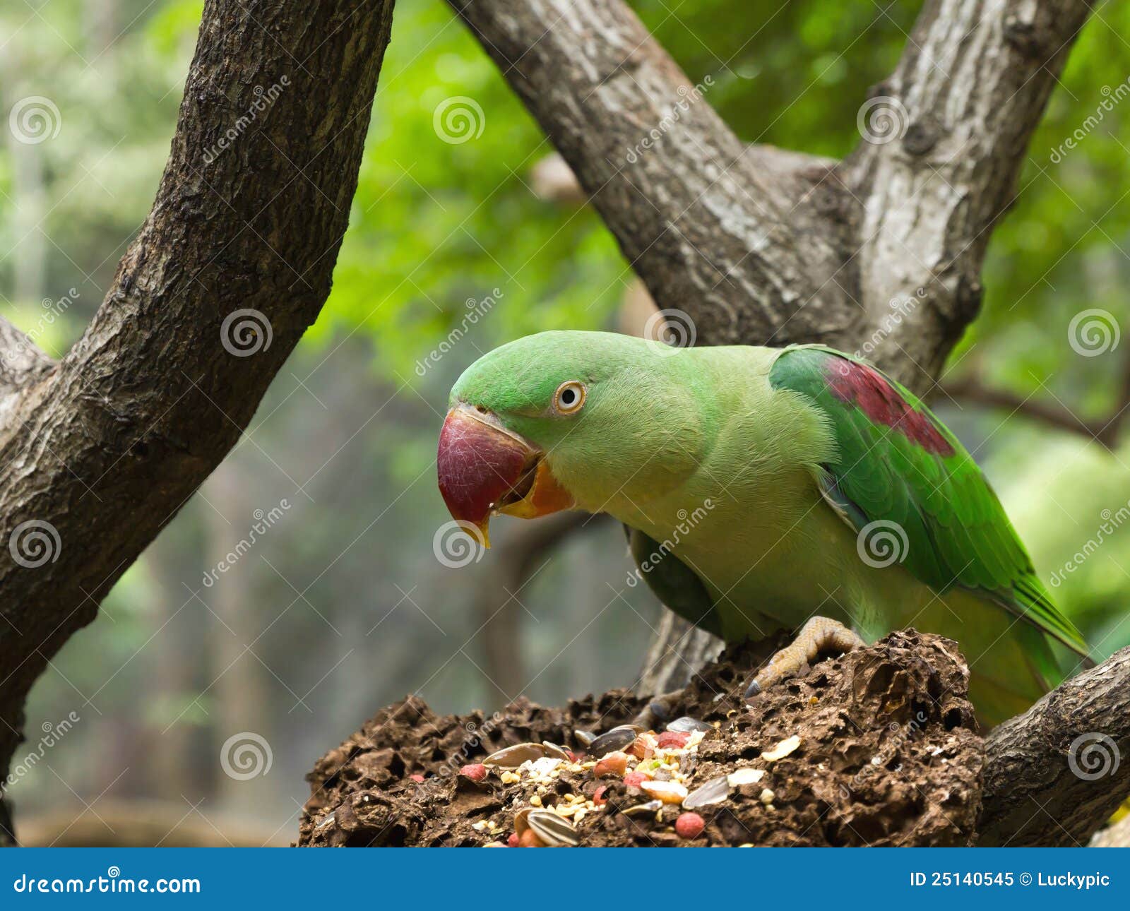 Green Parrot Bird Eating Grains Stock Image - Image of avian, animal: 25140545 Green Parrot Bird Eating Grains Stock Image - Image of avian, animal: 25140545