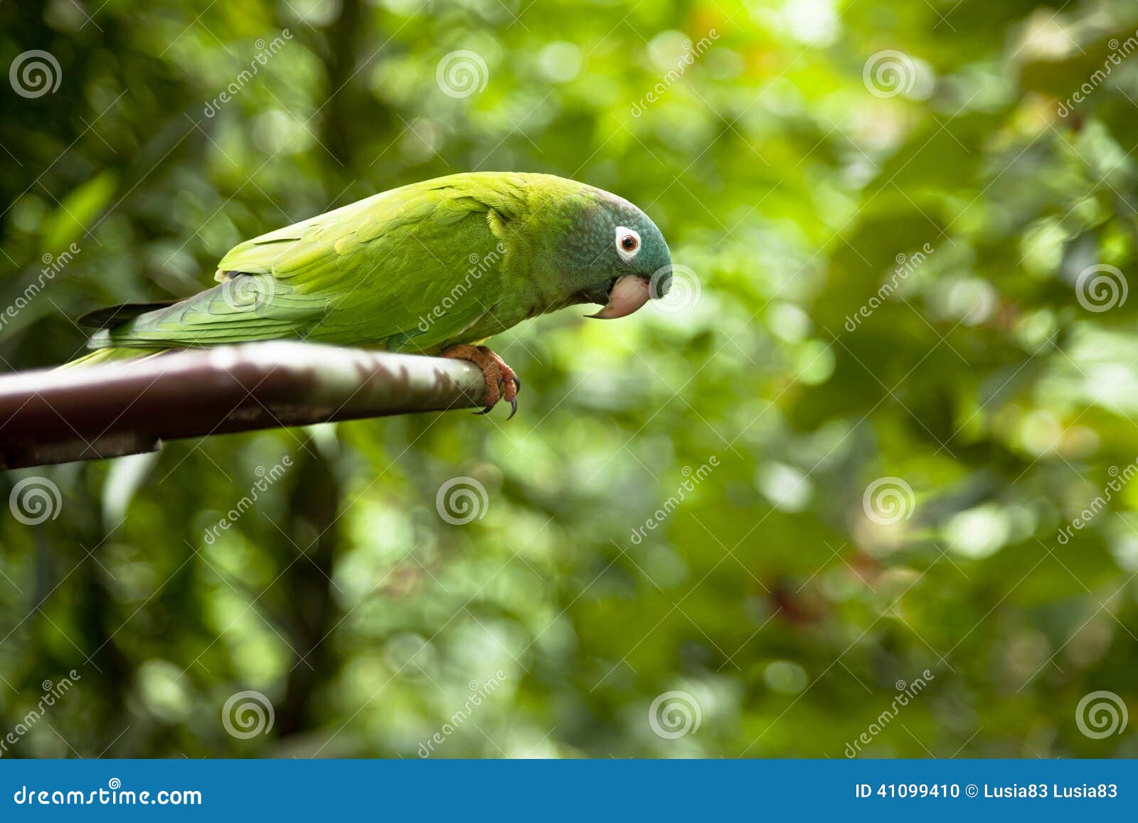 Green parrot stock photo. Image of bird, green, side 41099410