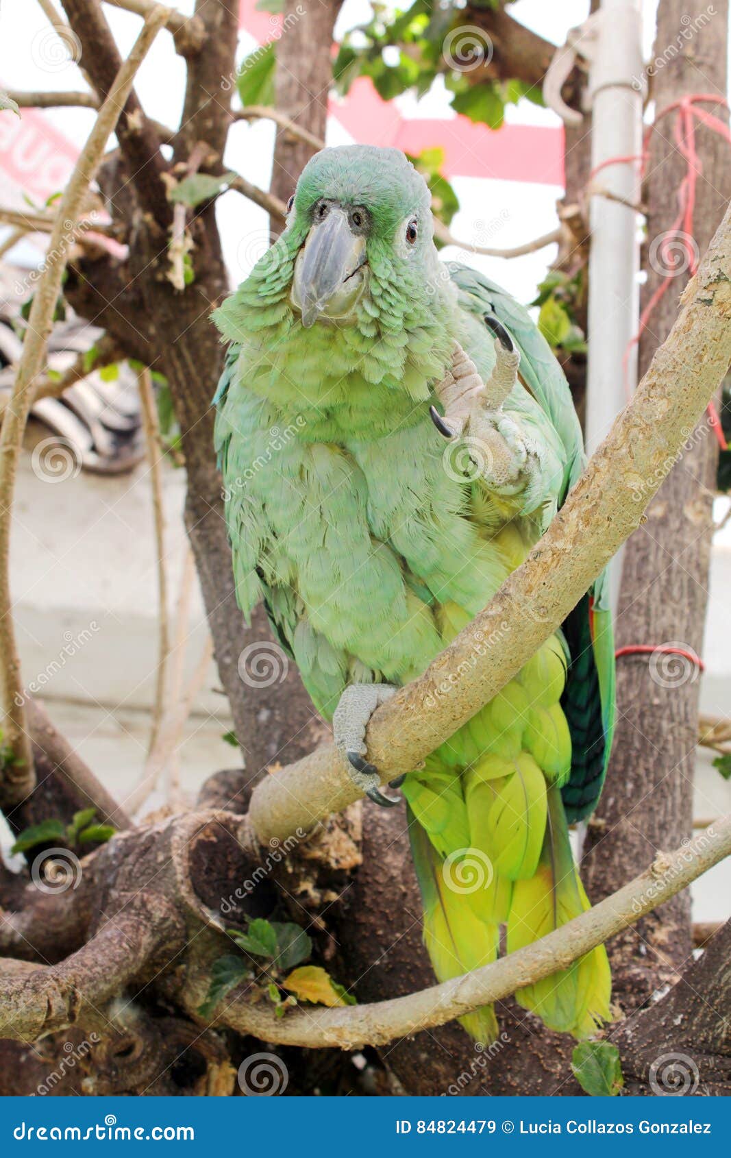 green parrot