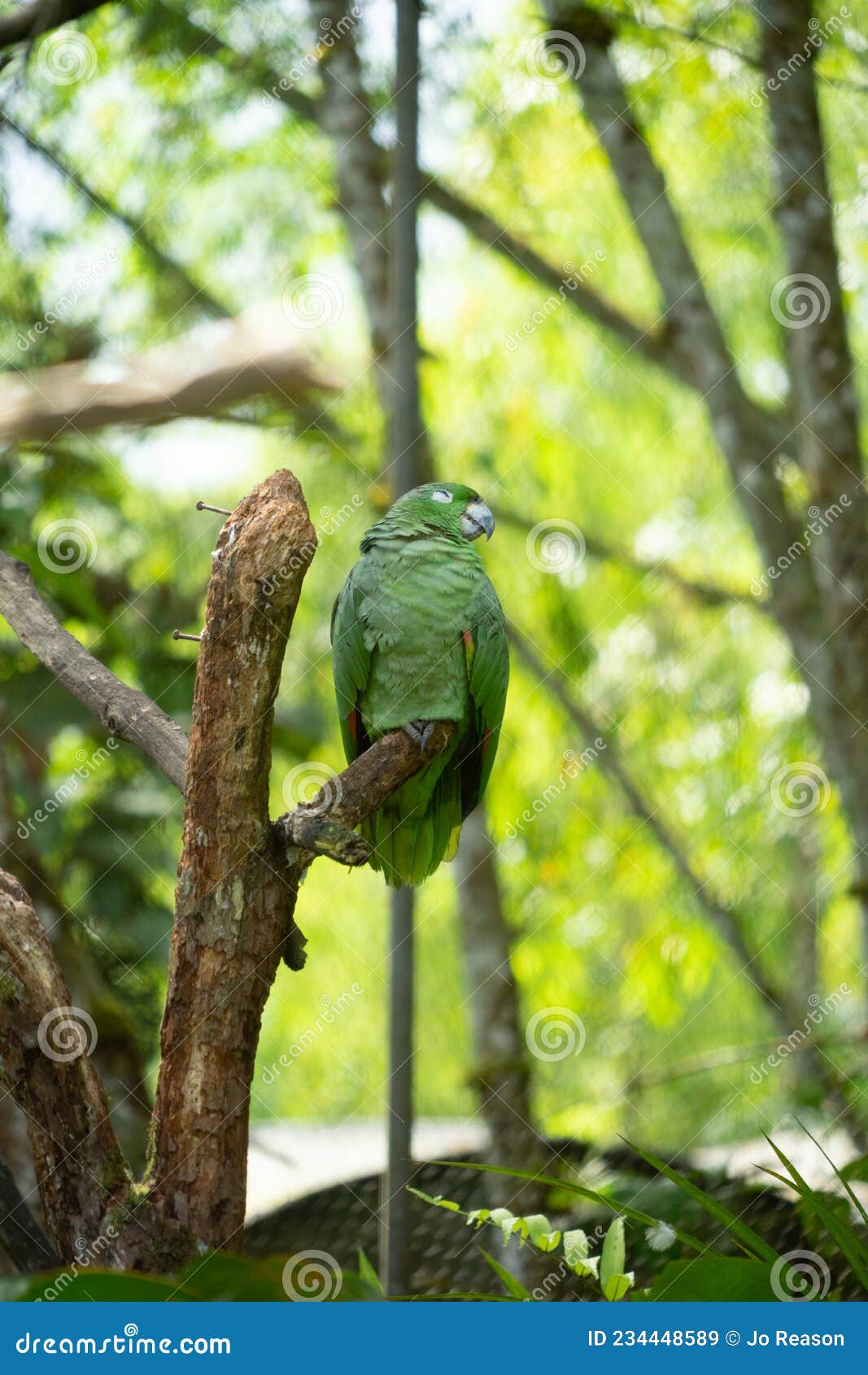 green parrot on a branch