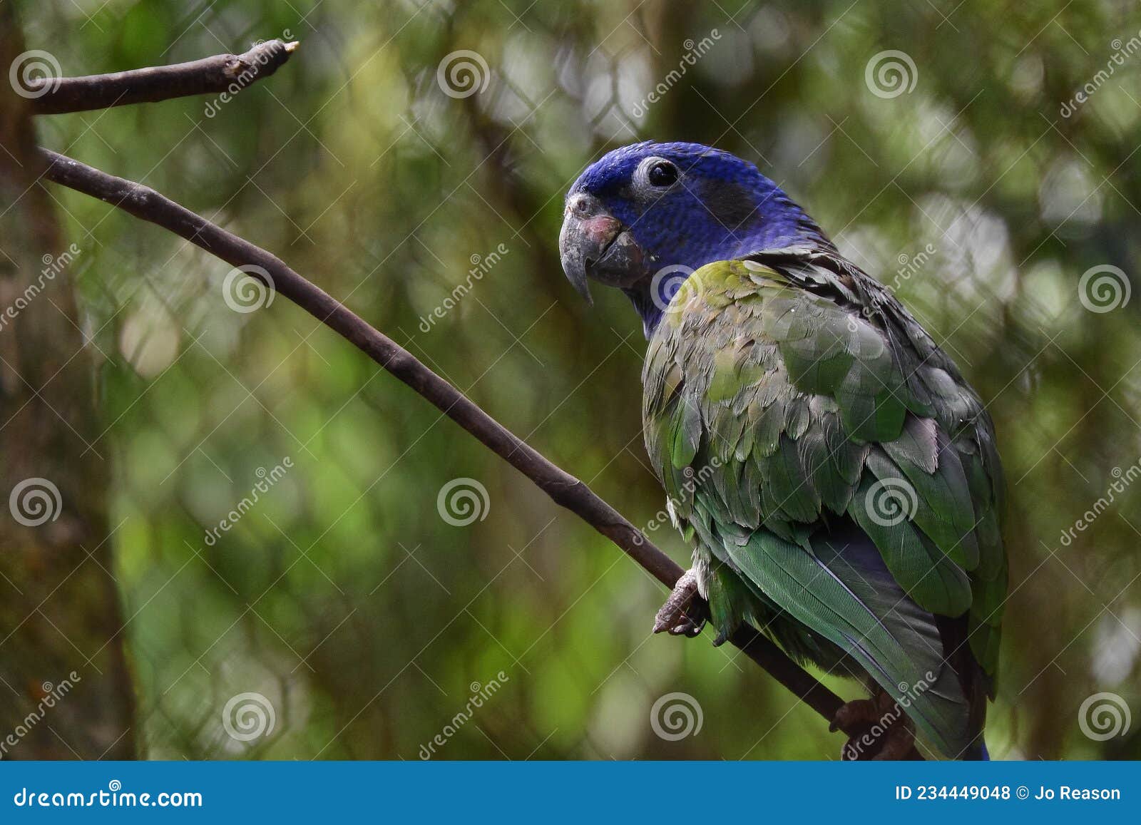 green parrot on a branch amazon region