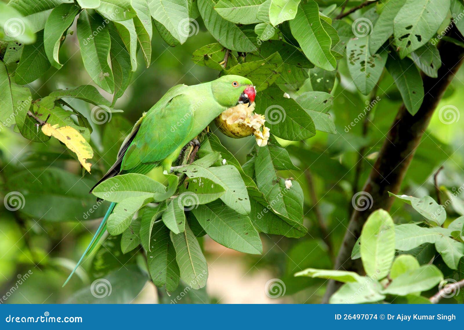 A Green Parrot Eating Guava Stock Photo Image of bill, curved 26497074