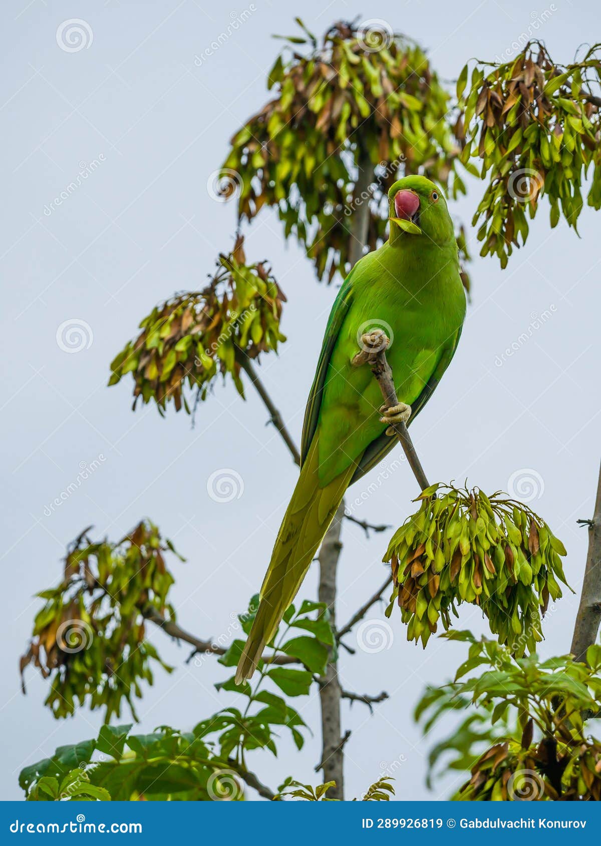 Green Parrot Eating Seeds on the Tree Top Stock Image Image of eating