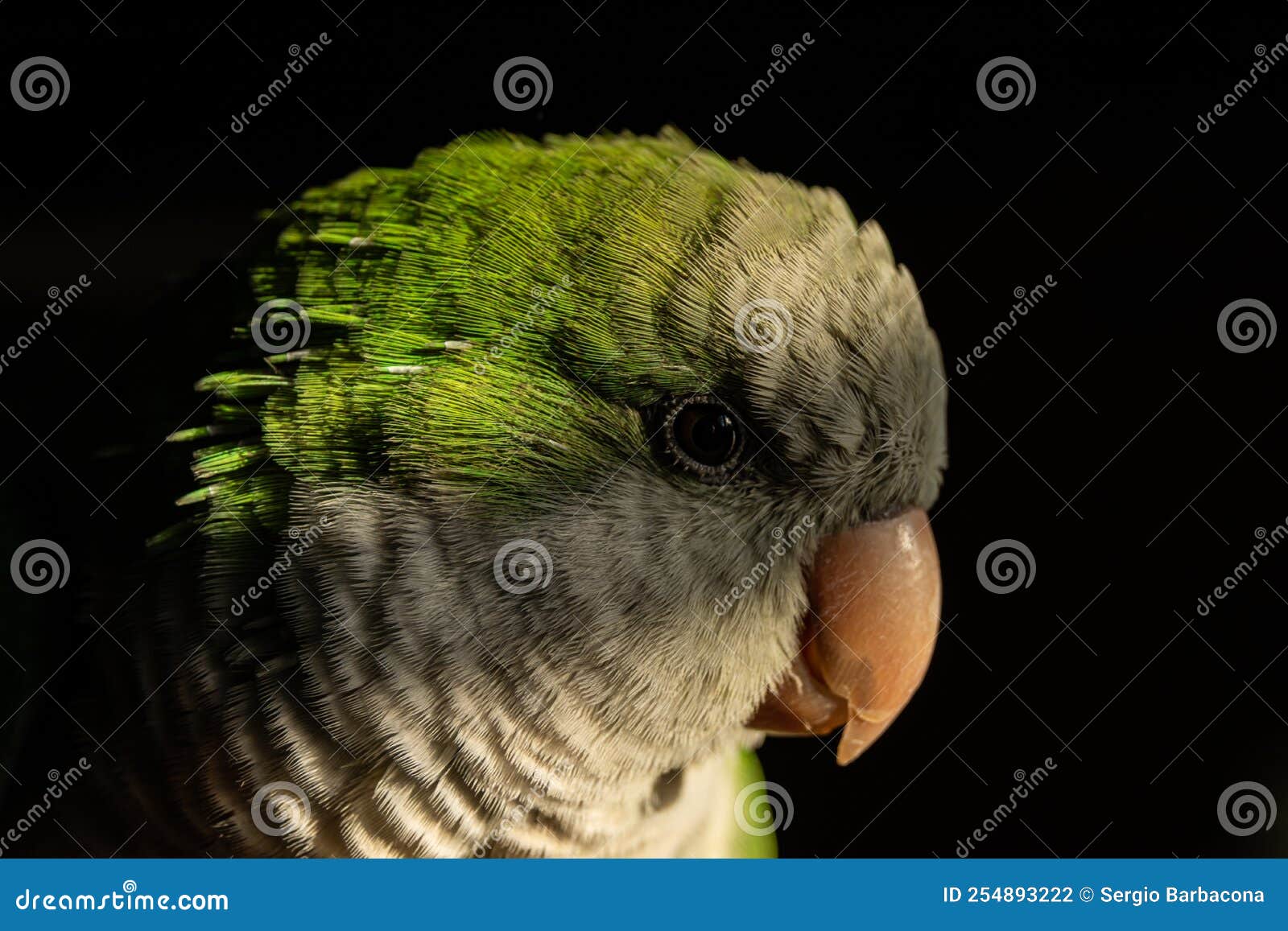 A Green Parrot Face in Black Background Stock Photo Image of animals