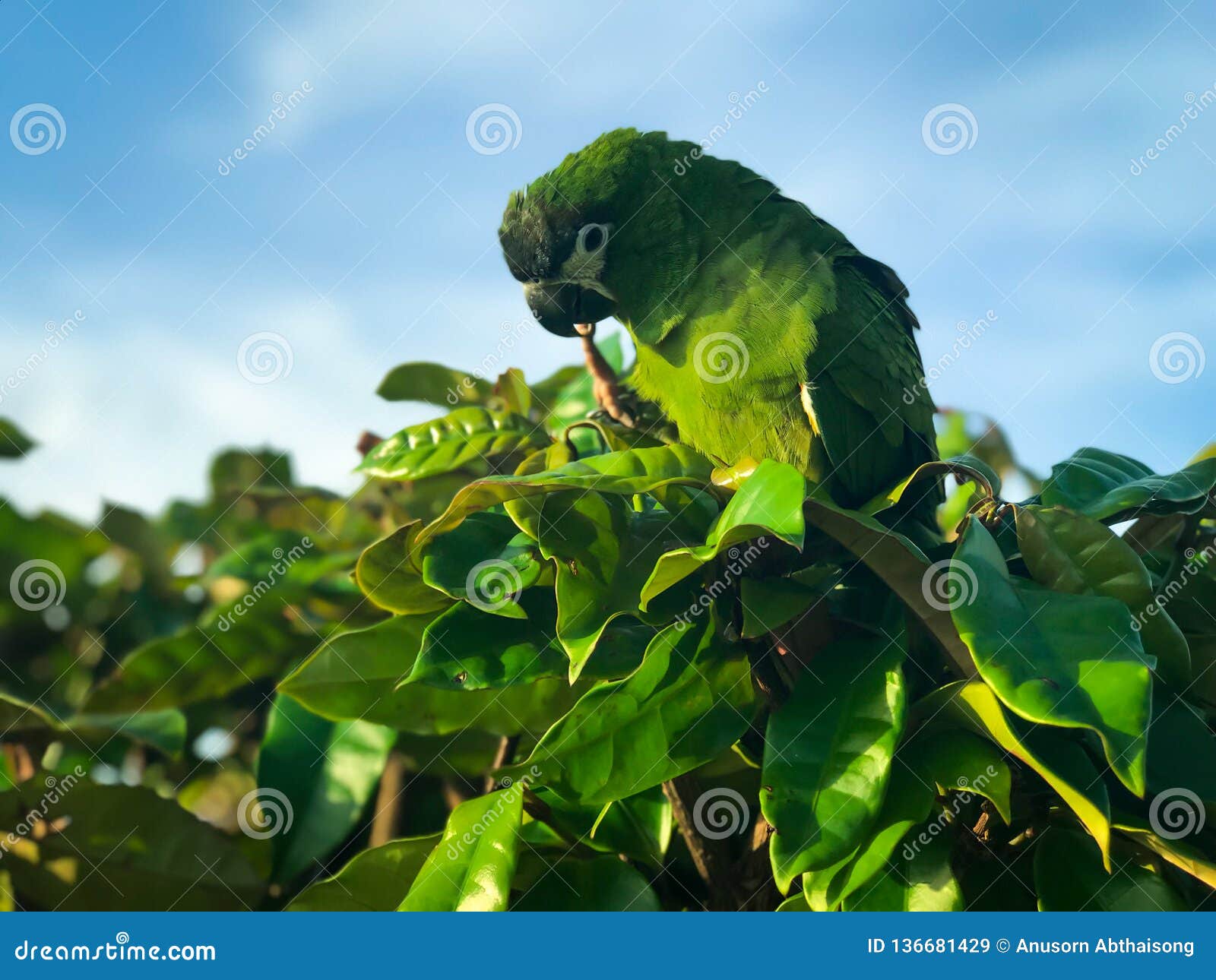 A Beautiful Green Parrot or Conure Parrot in Its Natural Habitat. Stock