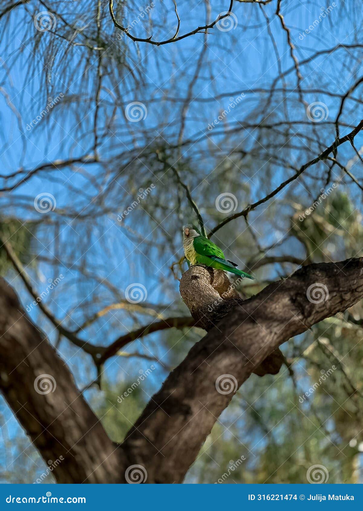 a green parrot sits on a tree branch in the city.