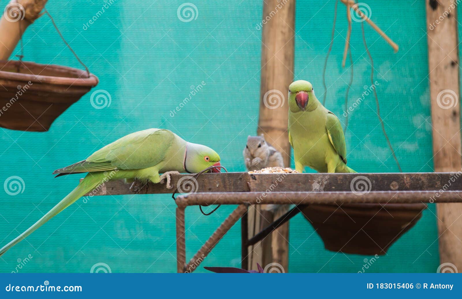 Green Parrots and a Squirrel Eating Grains Stock Photo Image of