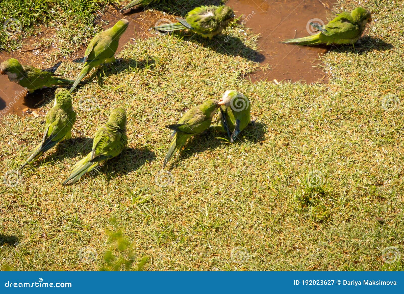 Green Parrots Swimming in a Puddle and Walking on Green Grass, Rome