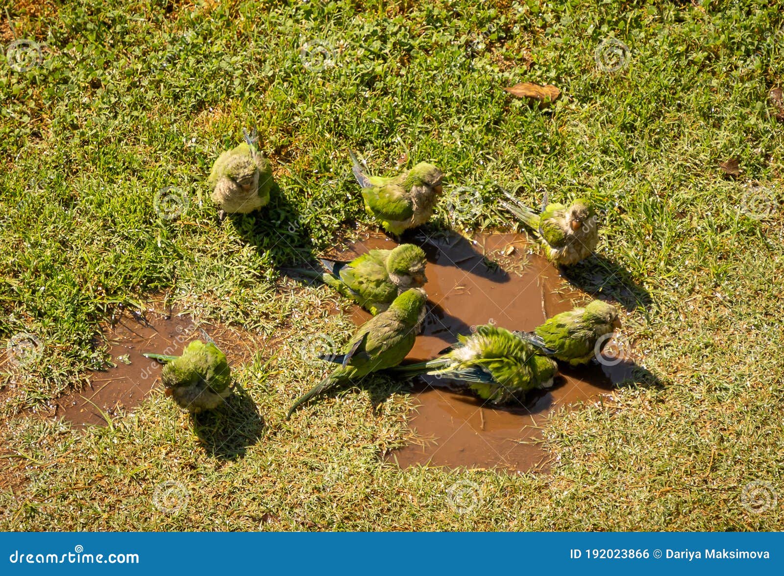 Green Parrots Swimming in a Puddle and Walking on Green Grass, Rome