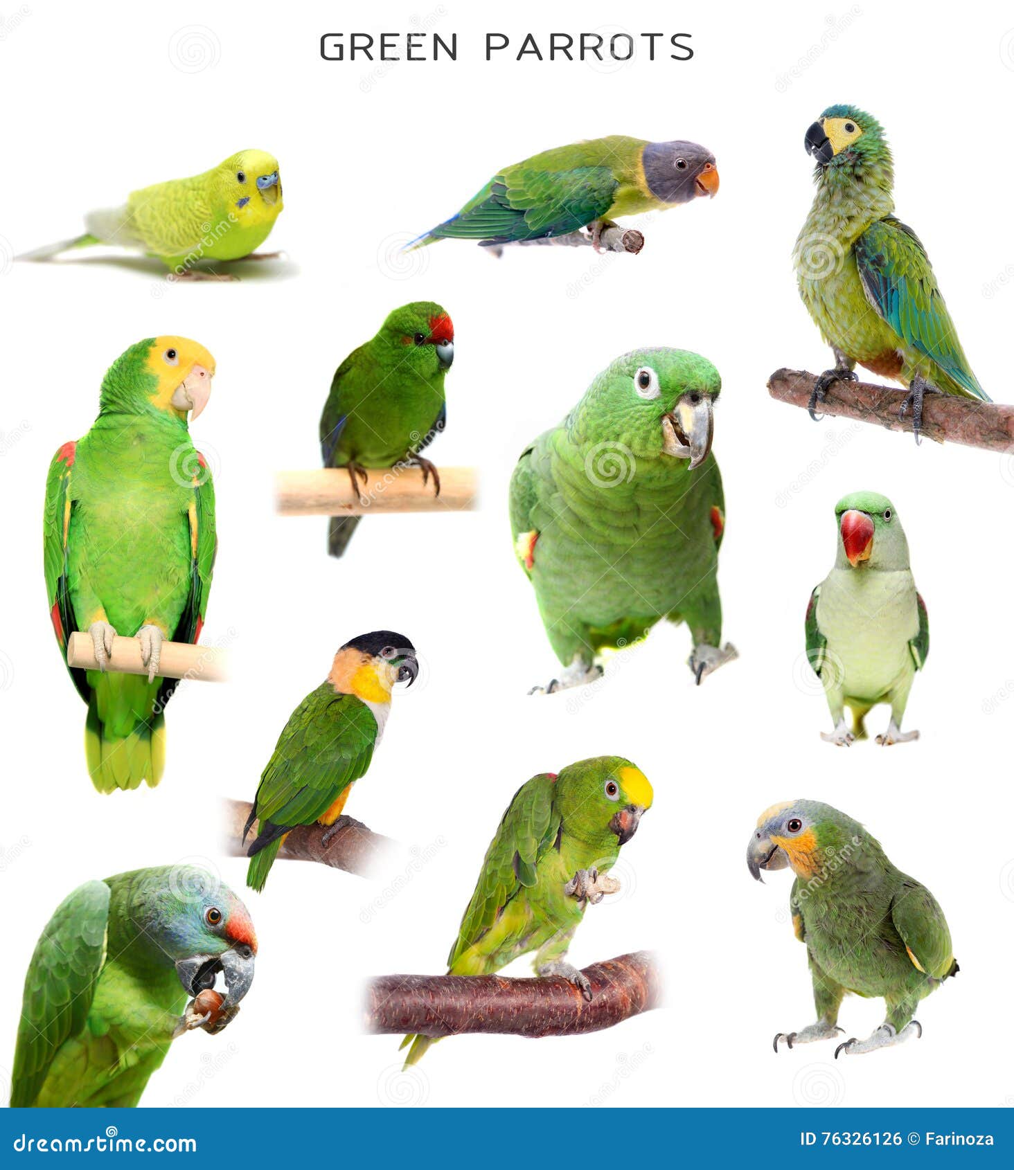 Green parrots on white stock photo. Image of bird, amazone 76326126