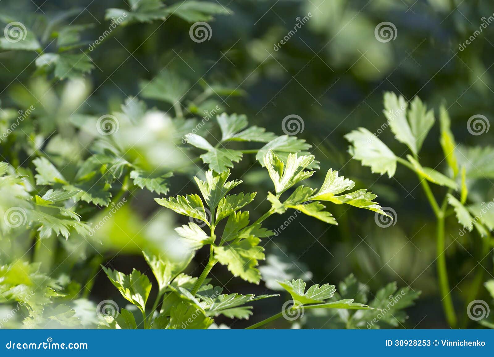 Green parsley. stock image. Image of leaf, green, fresh 30928253