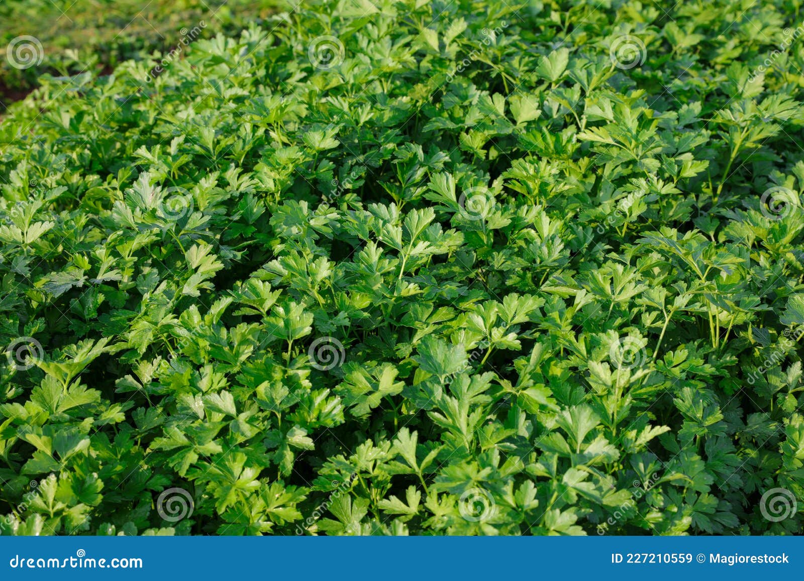 Green Parsley Field. Fresh Green Parsley Leaves. Stock Image Image of