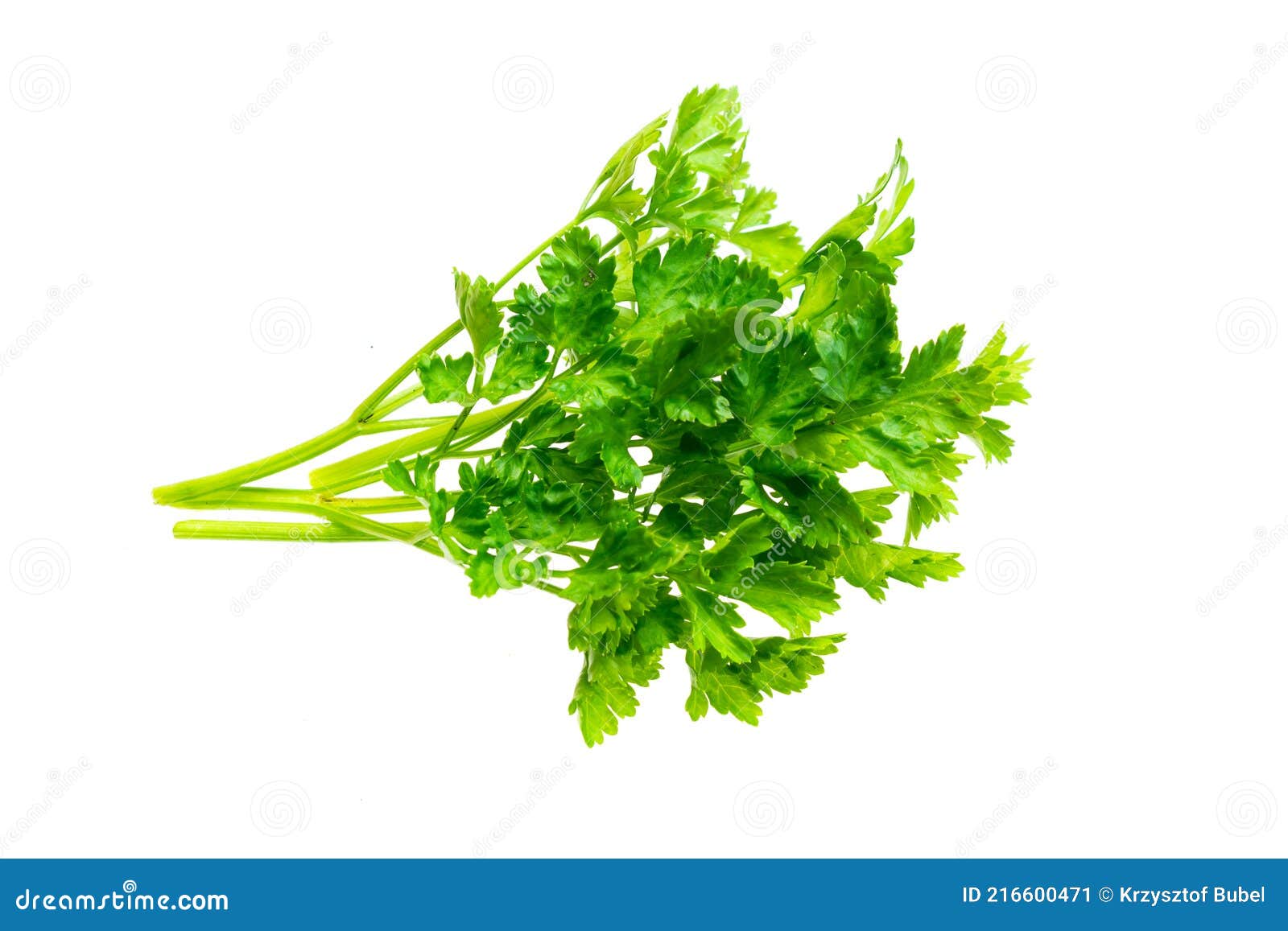 Green Parsley Leaves on a White Isolated Background Stock Image Image