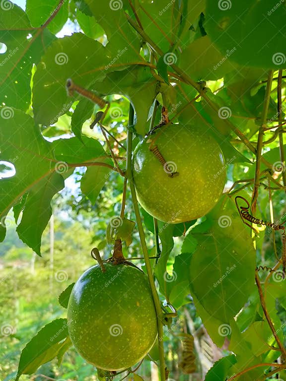 Green passion fruit stock image. Image of yellow, vegetable 227821227