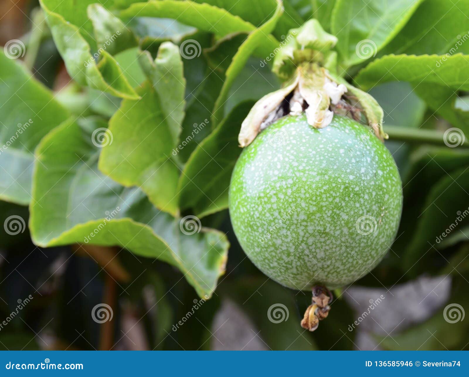 green passion fruit hanging on the tree in the garden.passiflora edulis also known as maracuya or parcha on the vine close up.