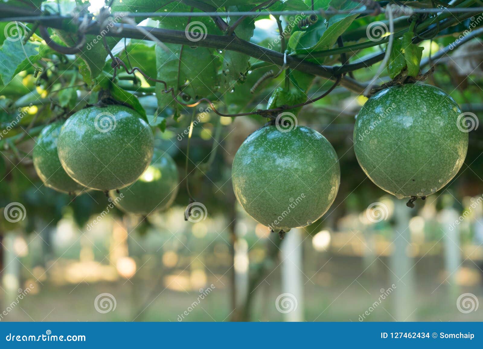 The Green Passion Fruit with Water Drop on the Vine. Stock Photo Image of plantation, diet