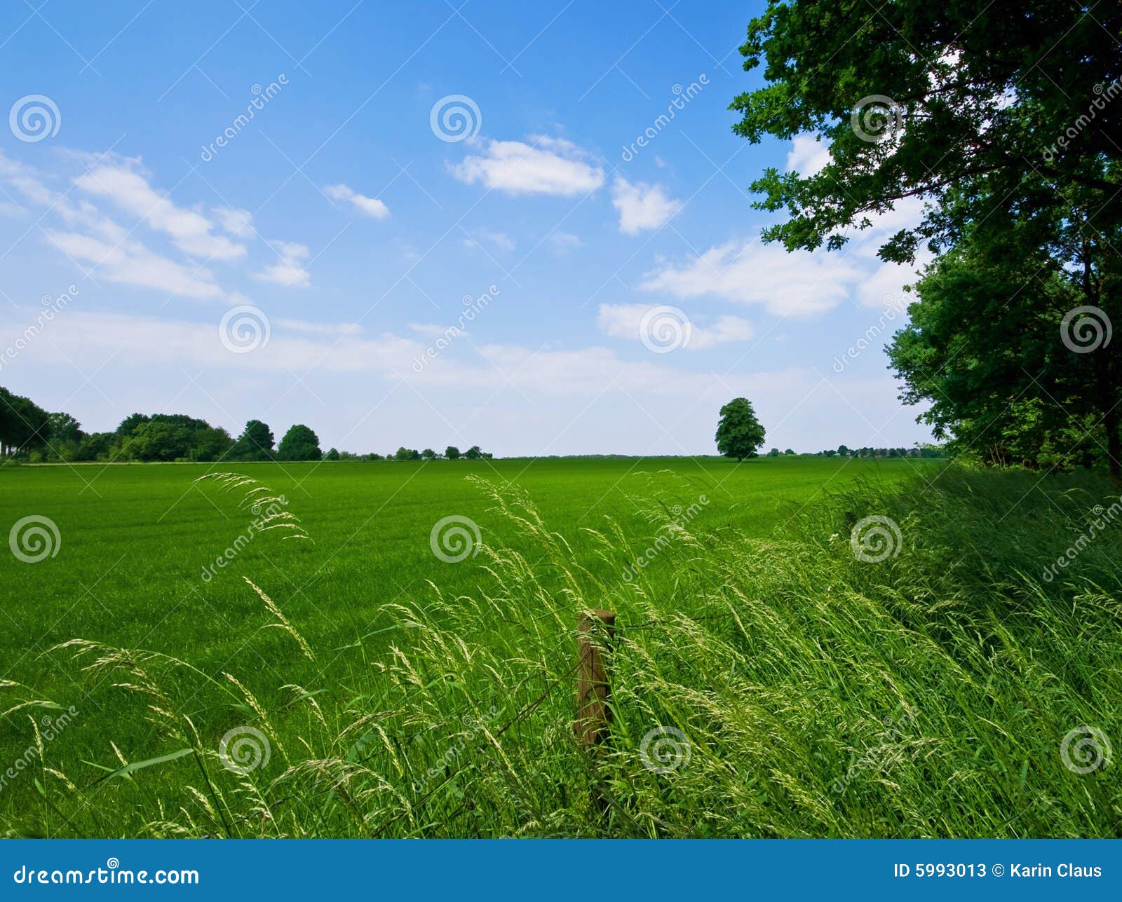 Green pasture stock image. Image of landscape, environment 5993013