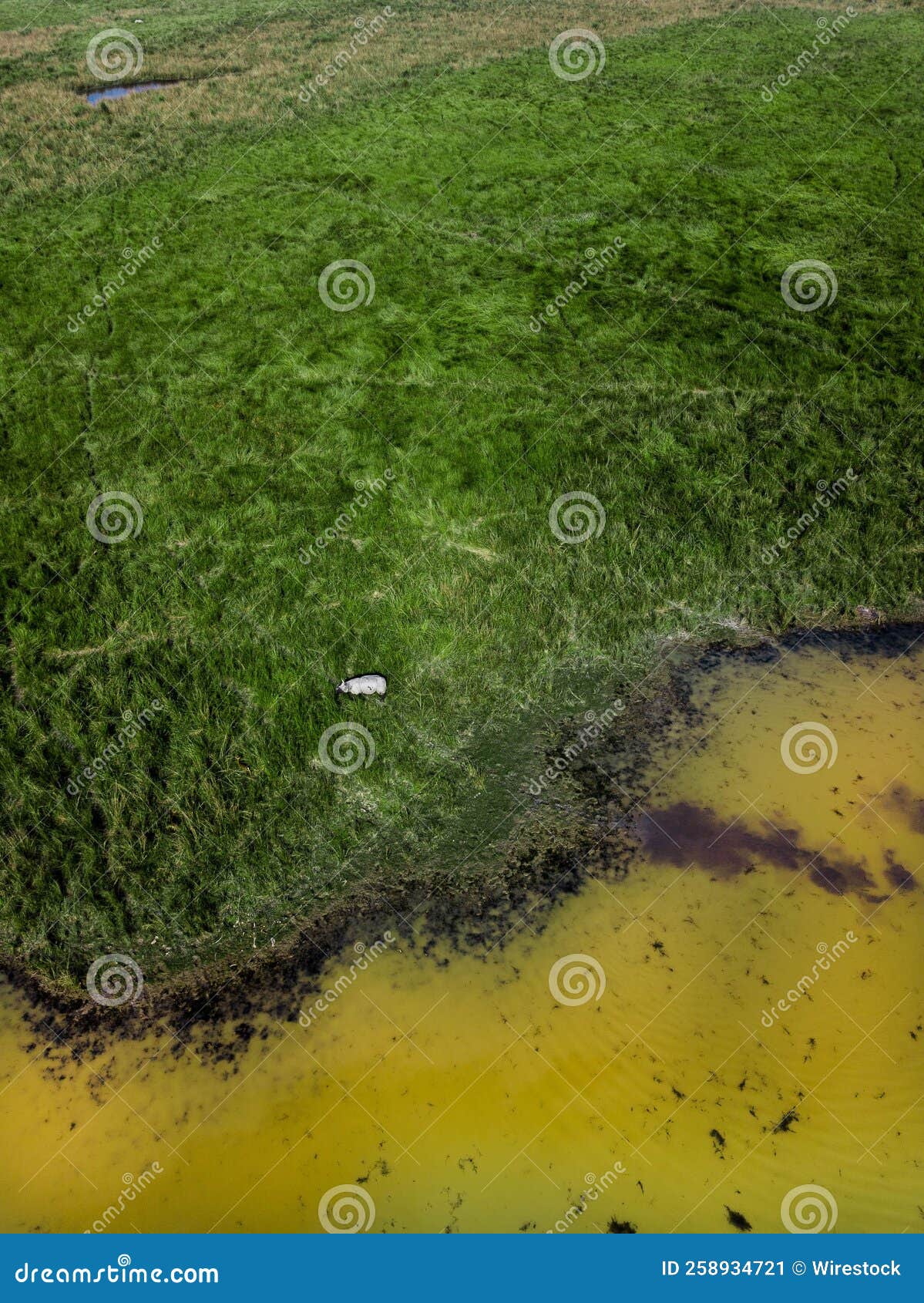 Green Pasture by the Pond with Dirty Water, Vertical Stock Image
