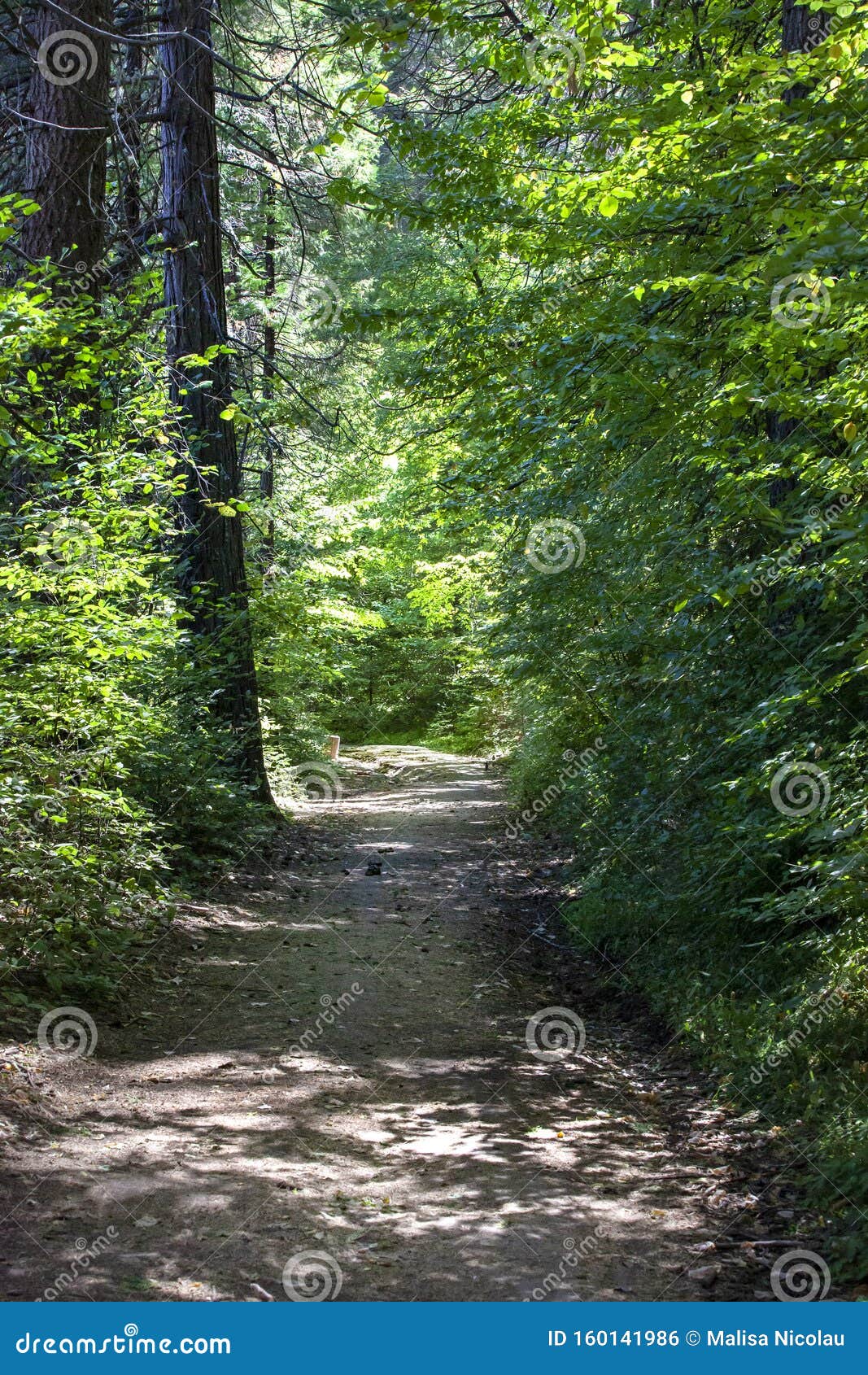 path and trail at wawona yosemite, california