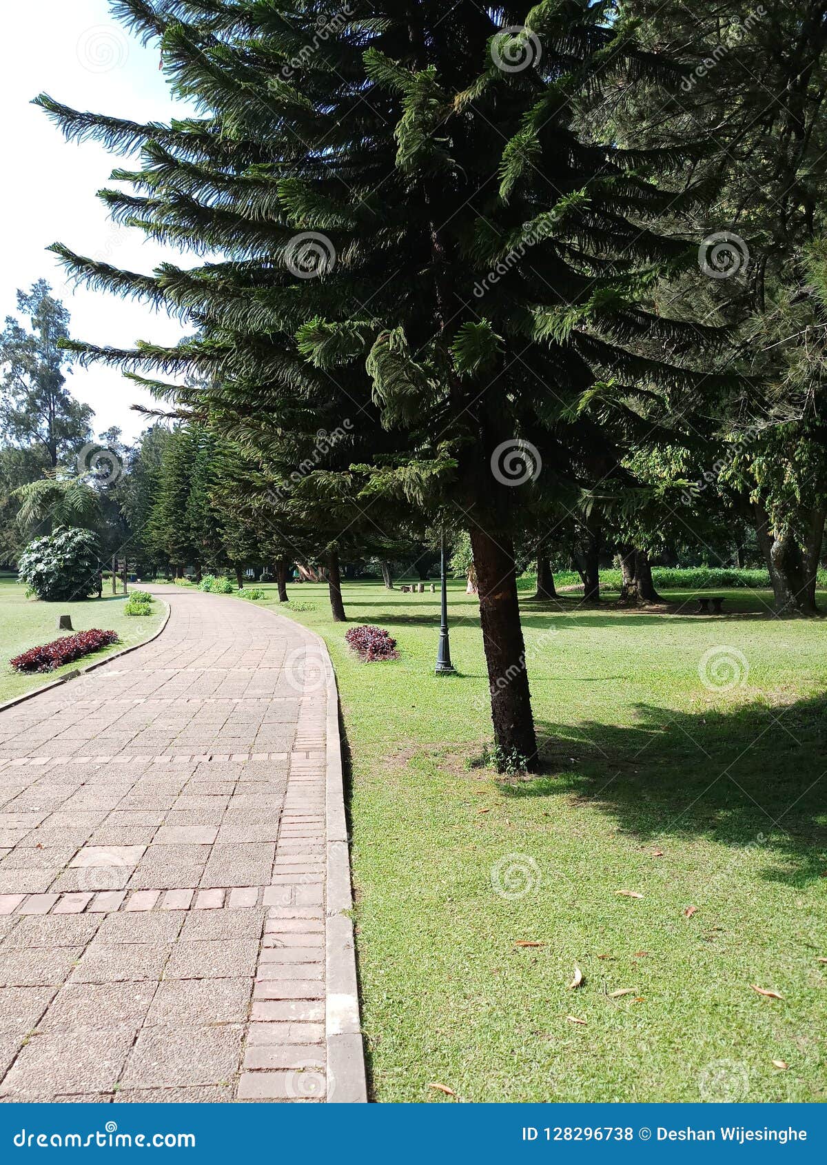 Botanical Gardens With Green Pathway Man Made Path Green Trees Day