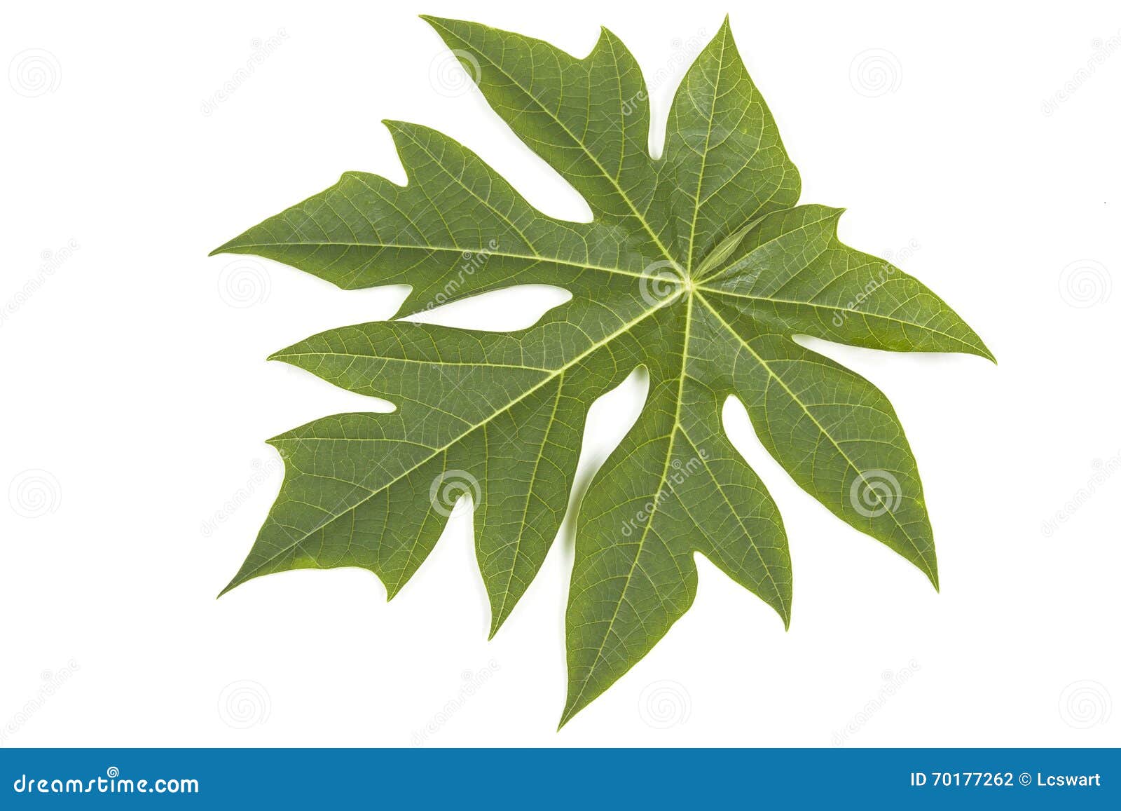 Green Pawpaw Tree Leaf on White Stock Photo Image of fresh, natural